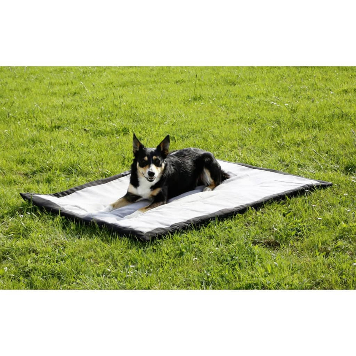 Ein schwarz-weißer Hund liegt auf einer grauen Matte auf einer grünen, grasbewachsenen Wiese.