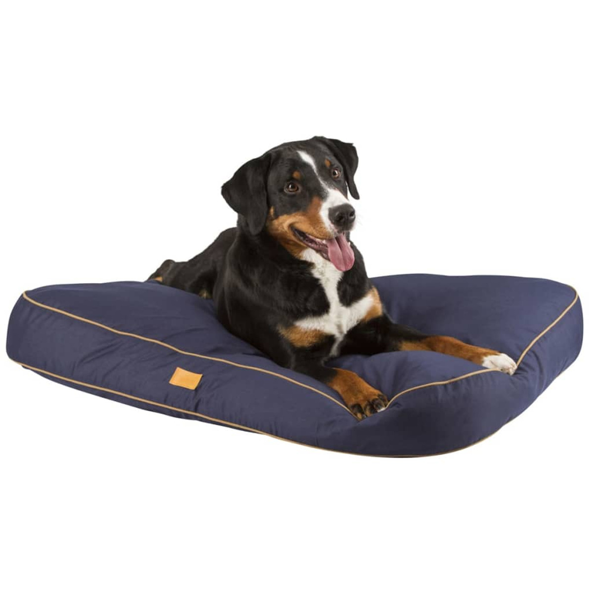 Cane su un letto per cani blu, lingua fuori. Sfondo bianco.