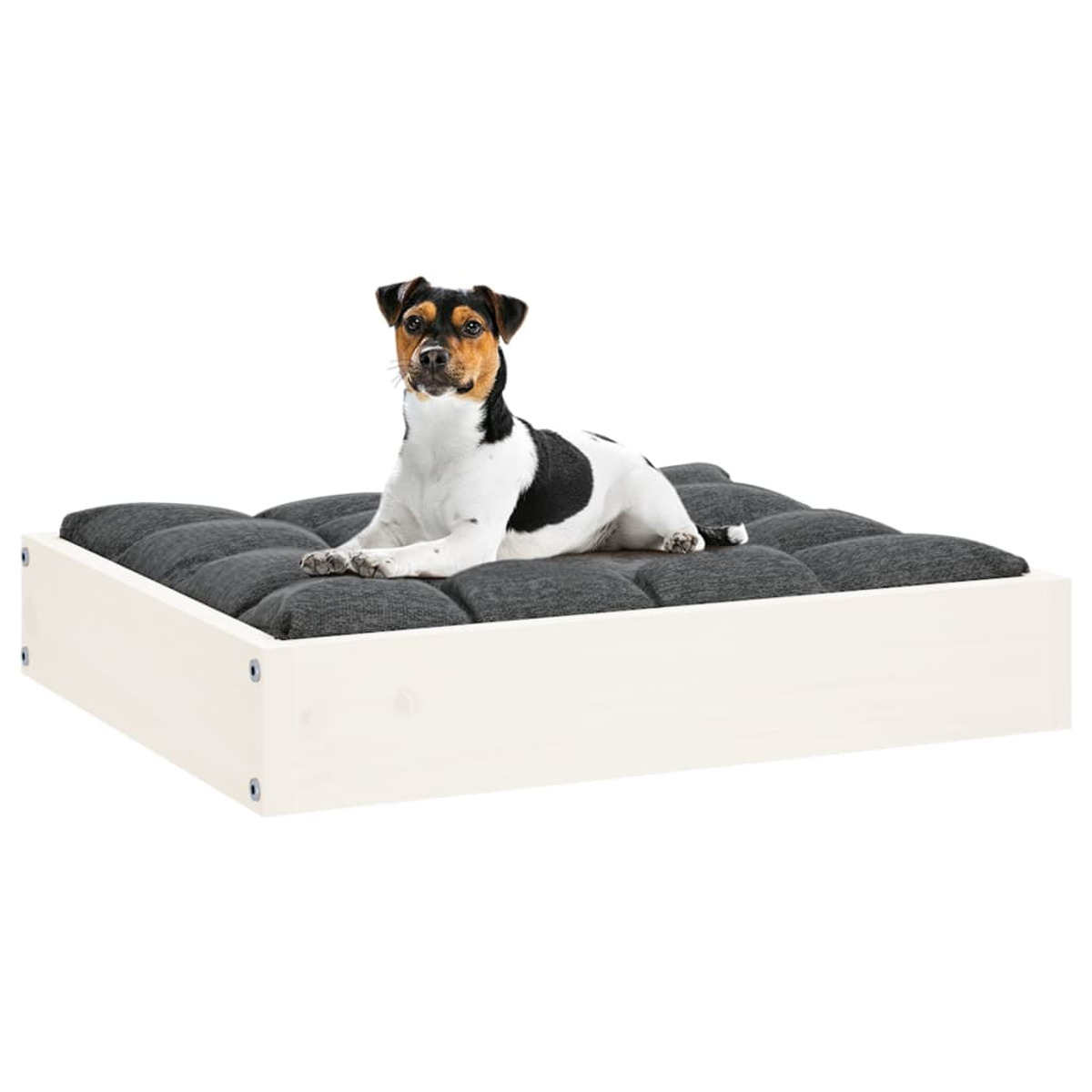 Ein Hund, der sich auf einem grau gepolsterten Bett in einem weißen Rahmen ausruht. Weißer Hintergrund.