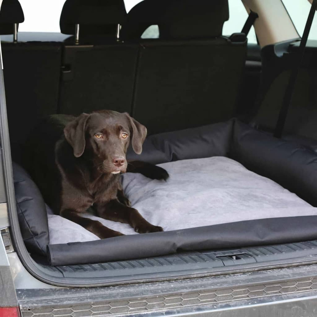 Un cane marrone giace nel bagagliaio di un'auto su un letto grigio chiaro.