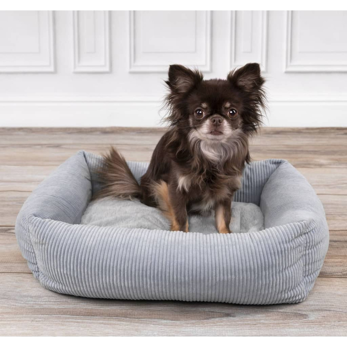 Un piccolo cane marrone seduto in un letto grigio. Il letto è di velluto a coste, quadrato, con pareti bianche.