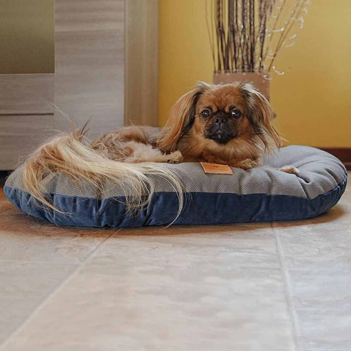 Piccolo cane marrone su un letto blu e grigio. Il cane è sdraiato, si vede una coda.