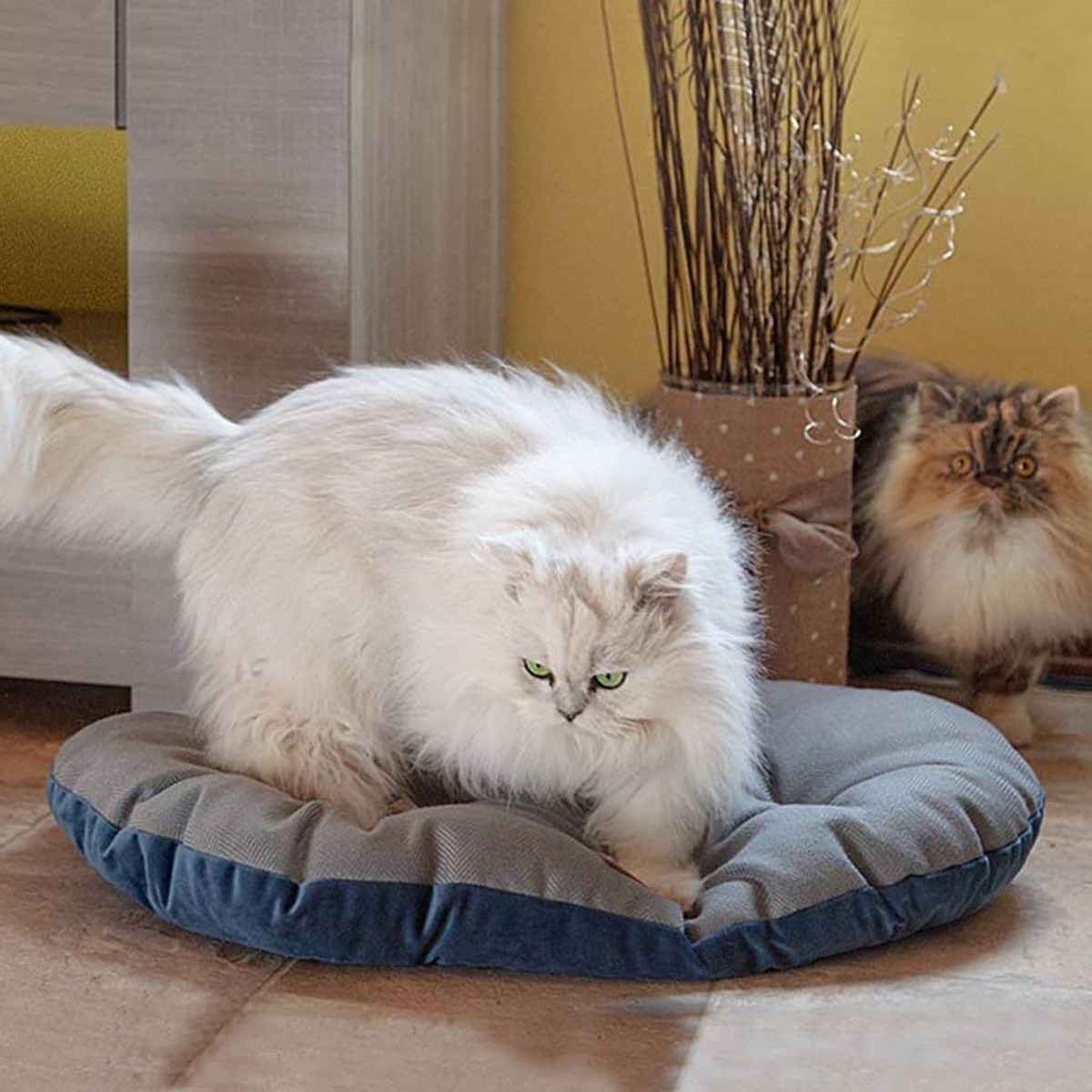 Due gatti soffici su un letto blu e grigio. Uno è bianco, uno è marrone.