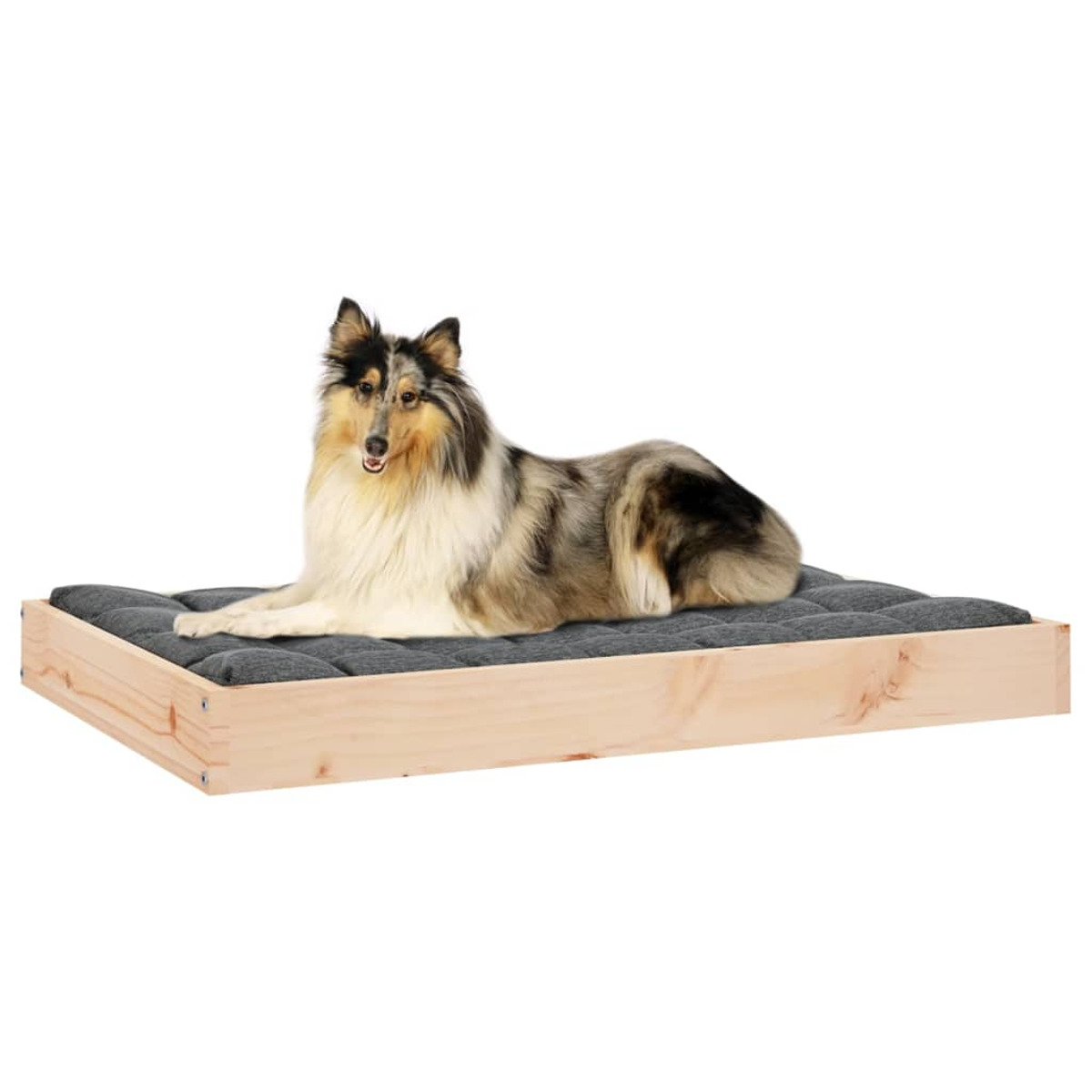Collie liegt auf einem grauen Hundebett mit Holzrahmen. Das Bett steht auf weißem Hintergrund.