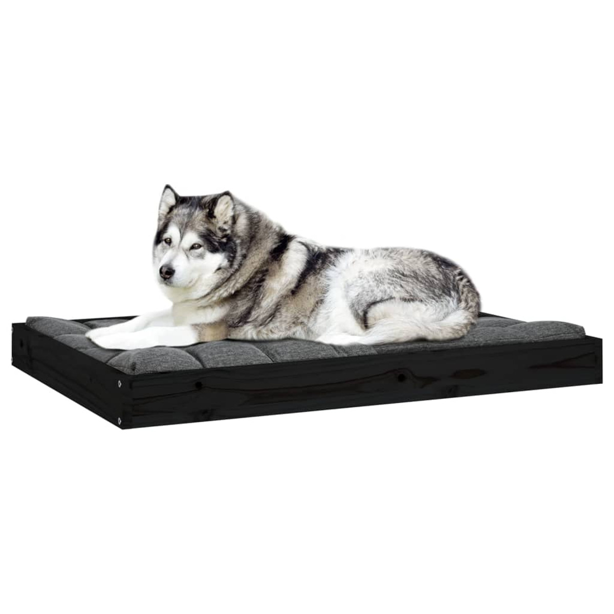 Hundebett, schwarzer Rahmen, graues Kissen. Hund liegt. Weißer Hintergrund.