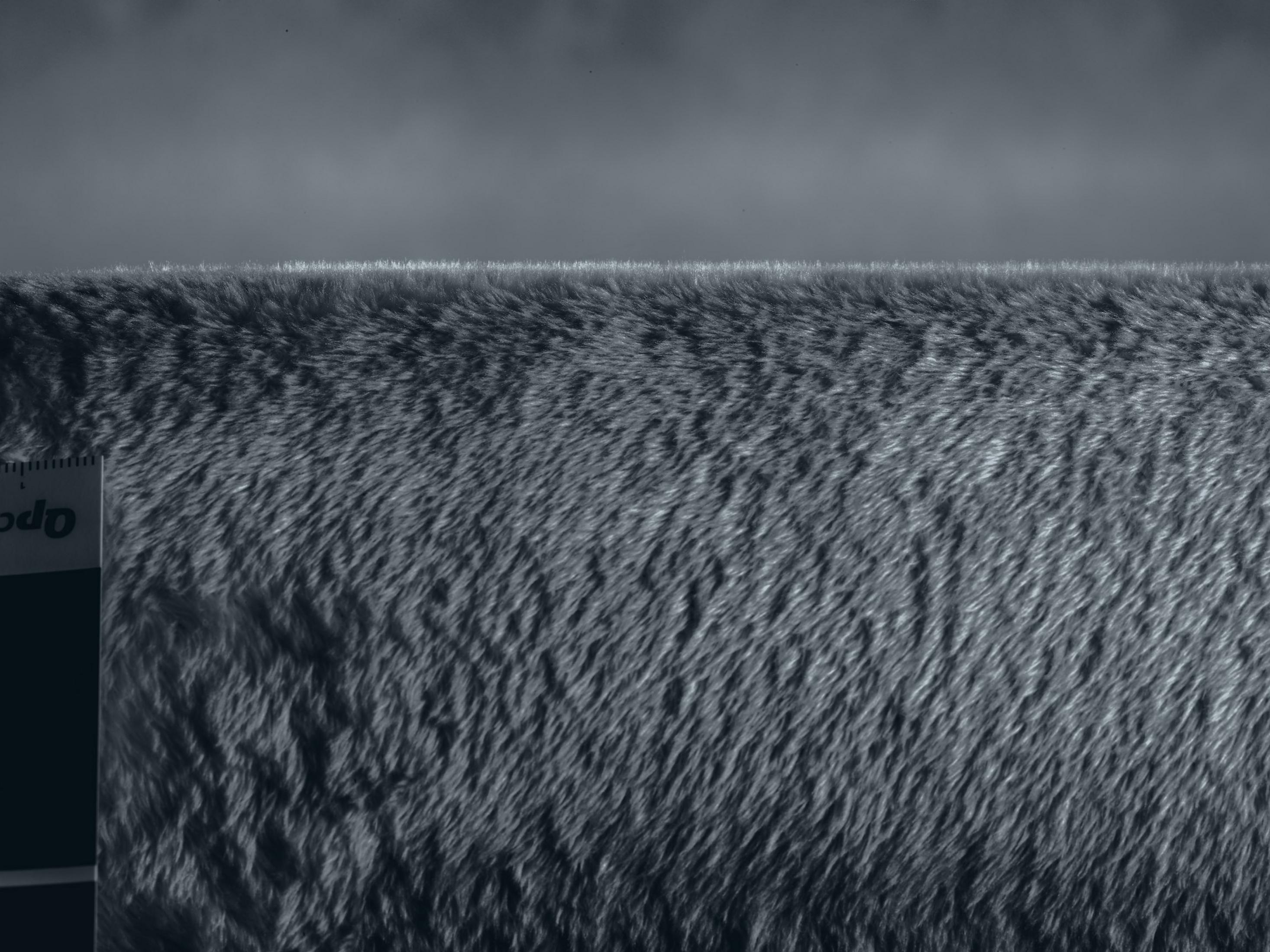 Nahaufnahme von grauem Fell mit Lineal links. Das Fell ist strukturiert und detailliert.