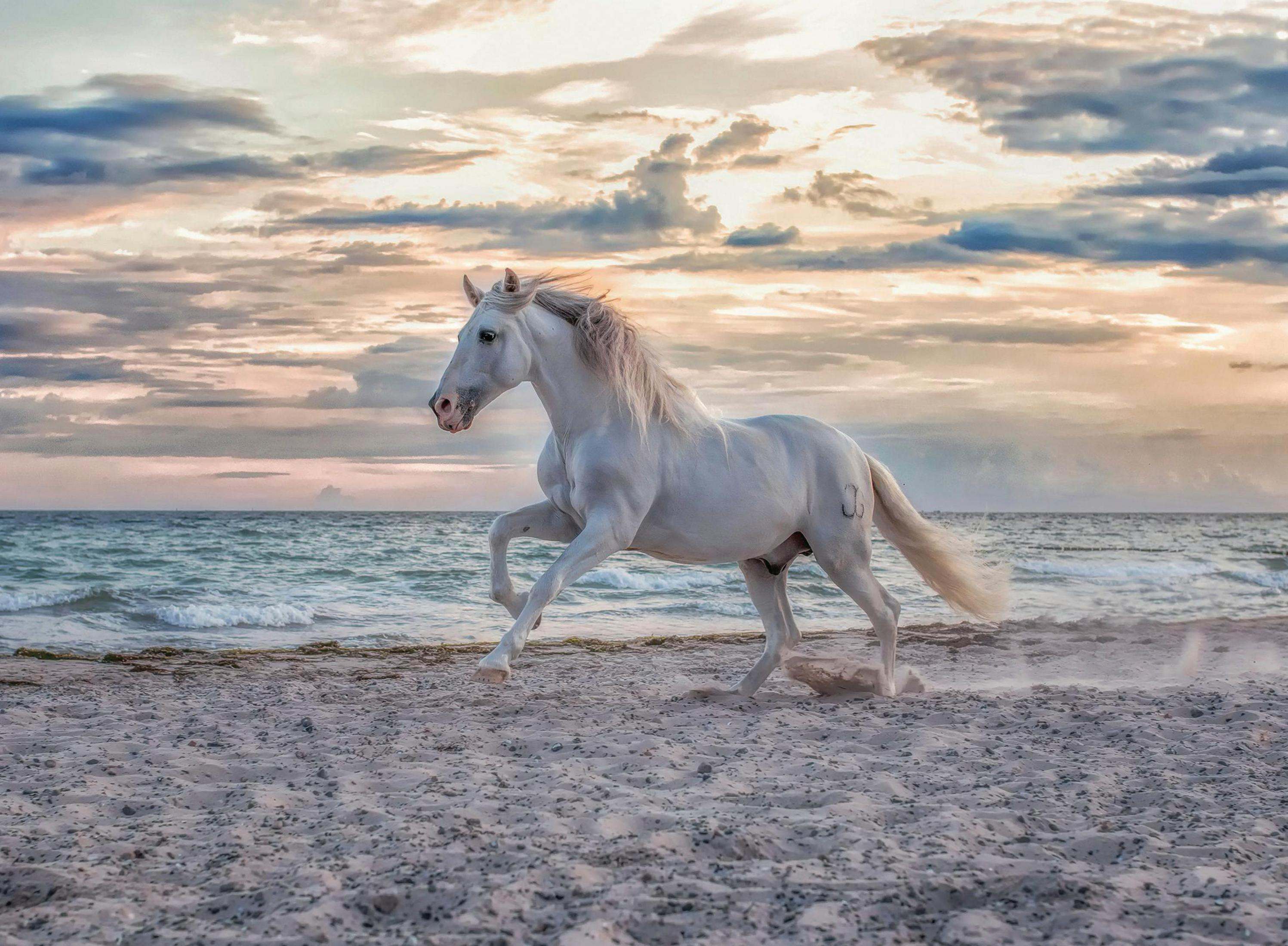Weißes Pferd rennt am Strand. Ozean und Sonnenuntergang im Hintergrund.