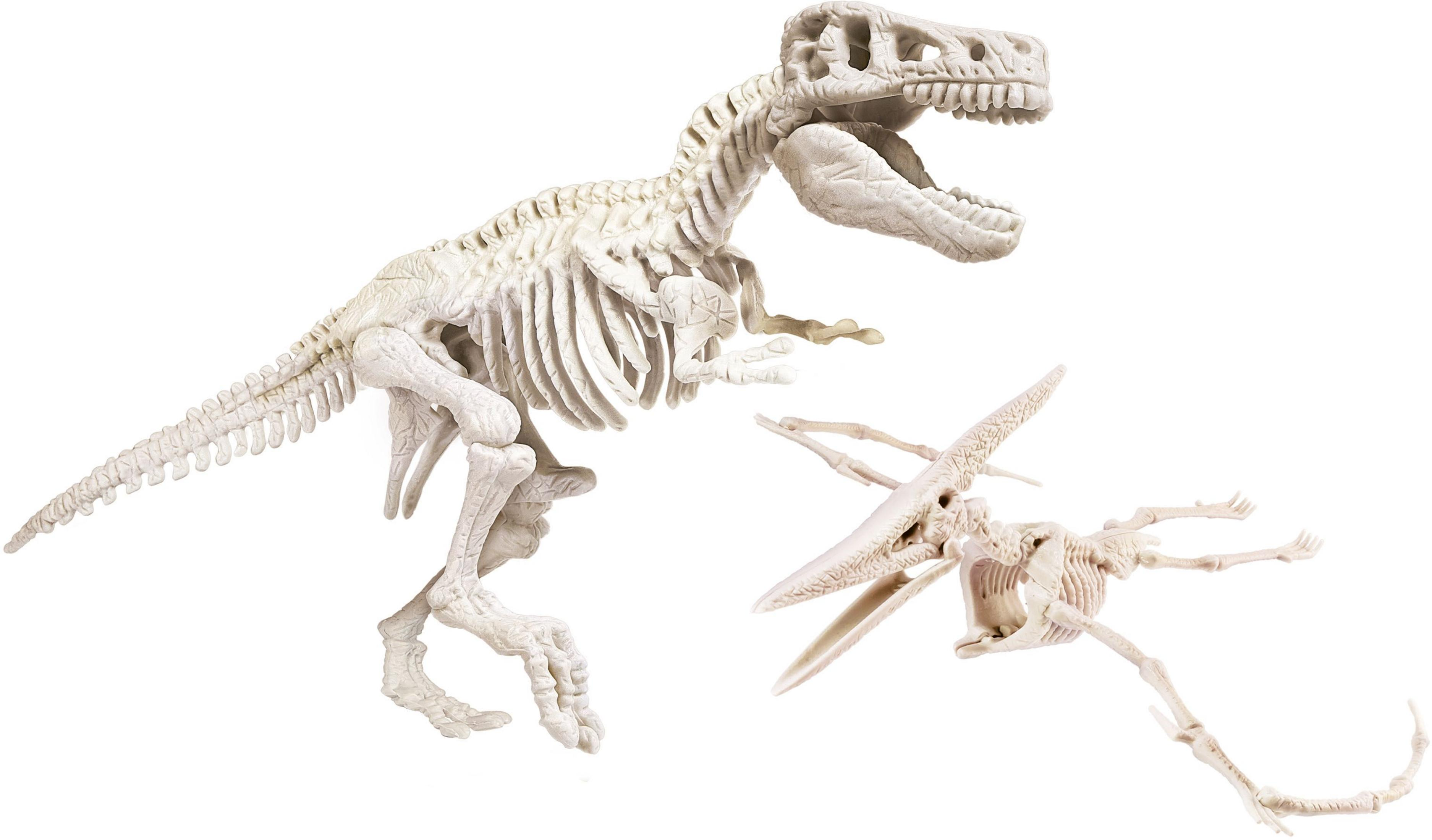 Dinosaurier-Skelette eines T-Rex und eines Pterodactylus auf weißem Hintergrund.