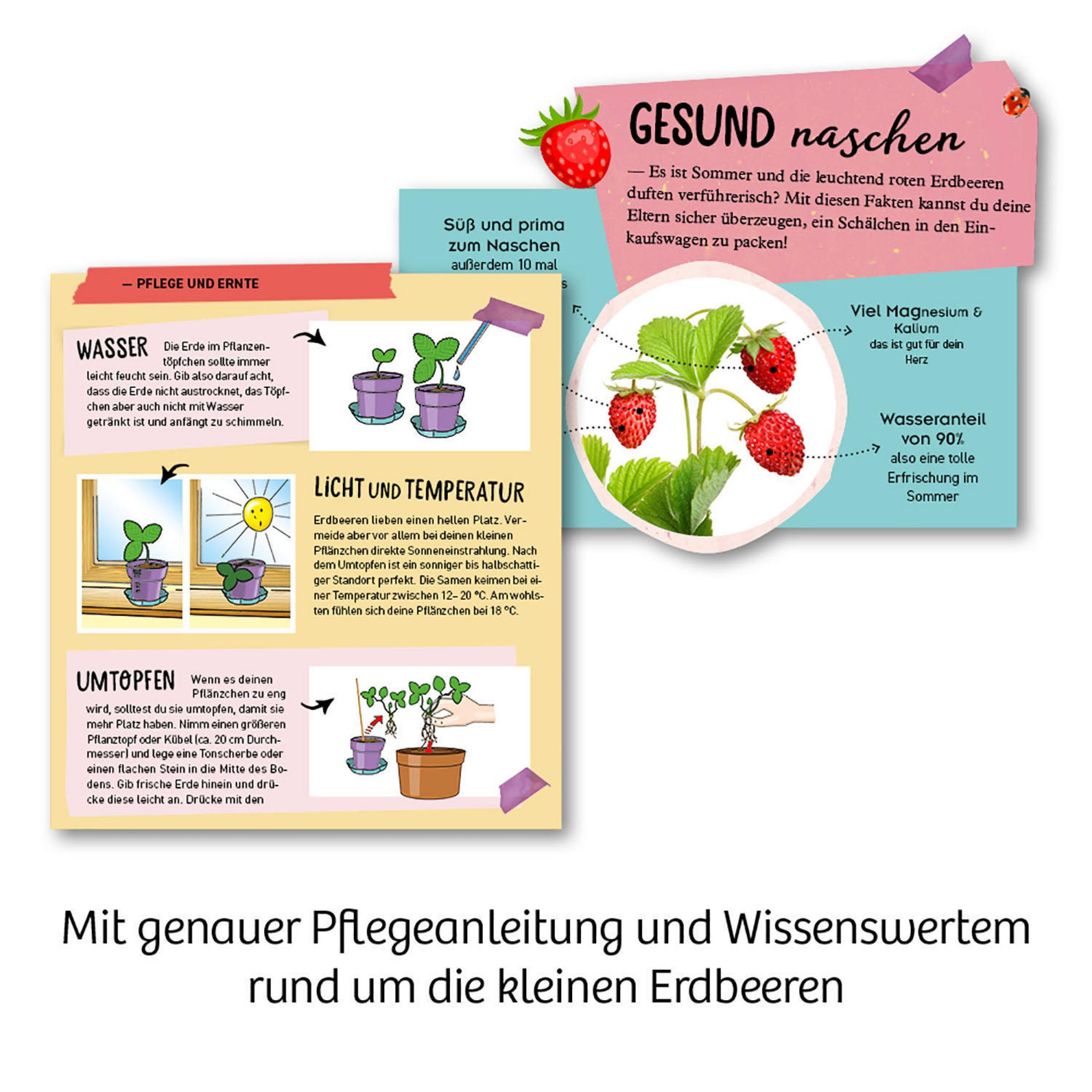 Lehrtafel mit Erdbeer-Pflegeanweisungen. Enthält Diagramme von Pflanzen, Sonnenlicht und Text.
