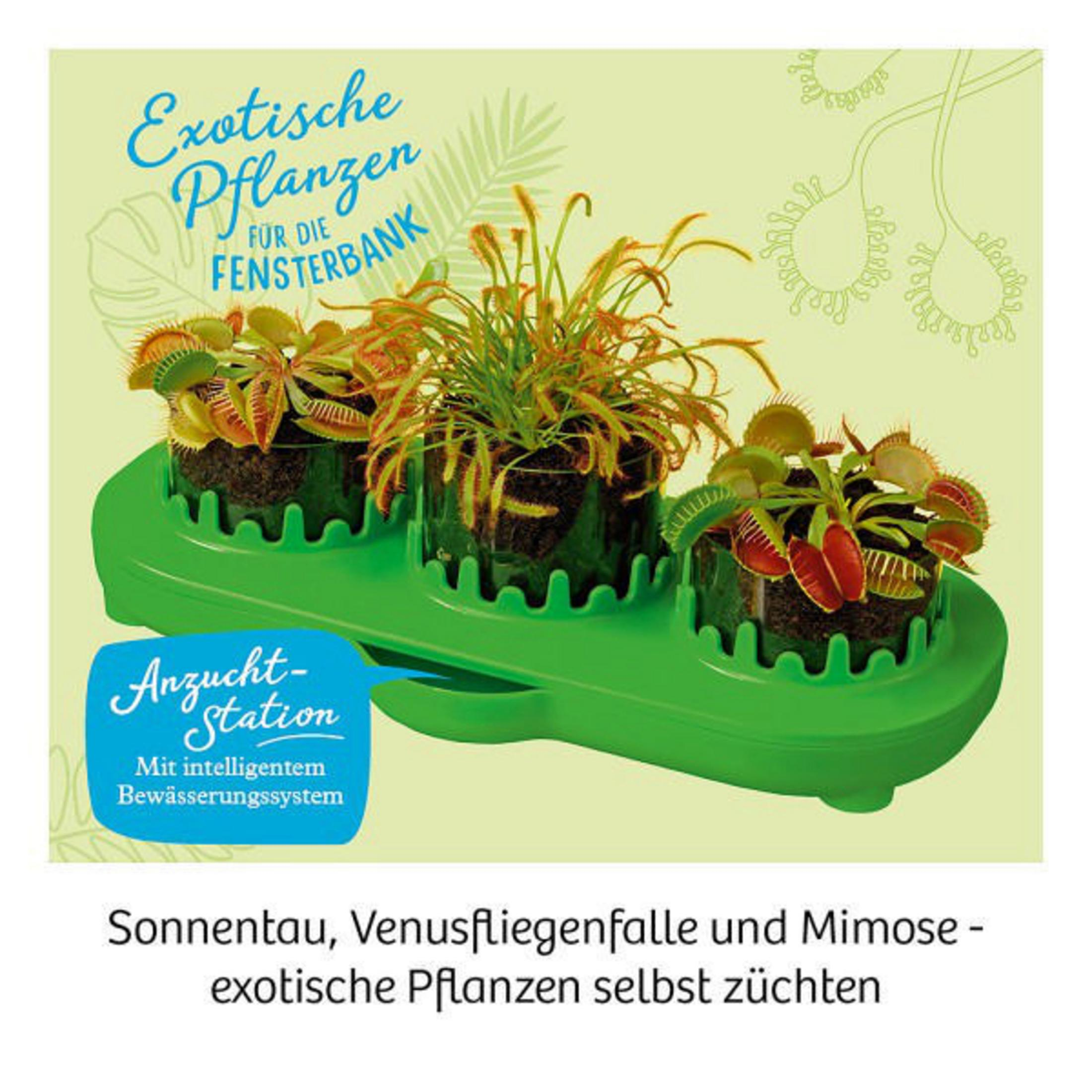 Ein grünes Tablett mit drei Töpfen exotischer Pflanzen: Venusfliegenfallen und Sonnentau.