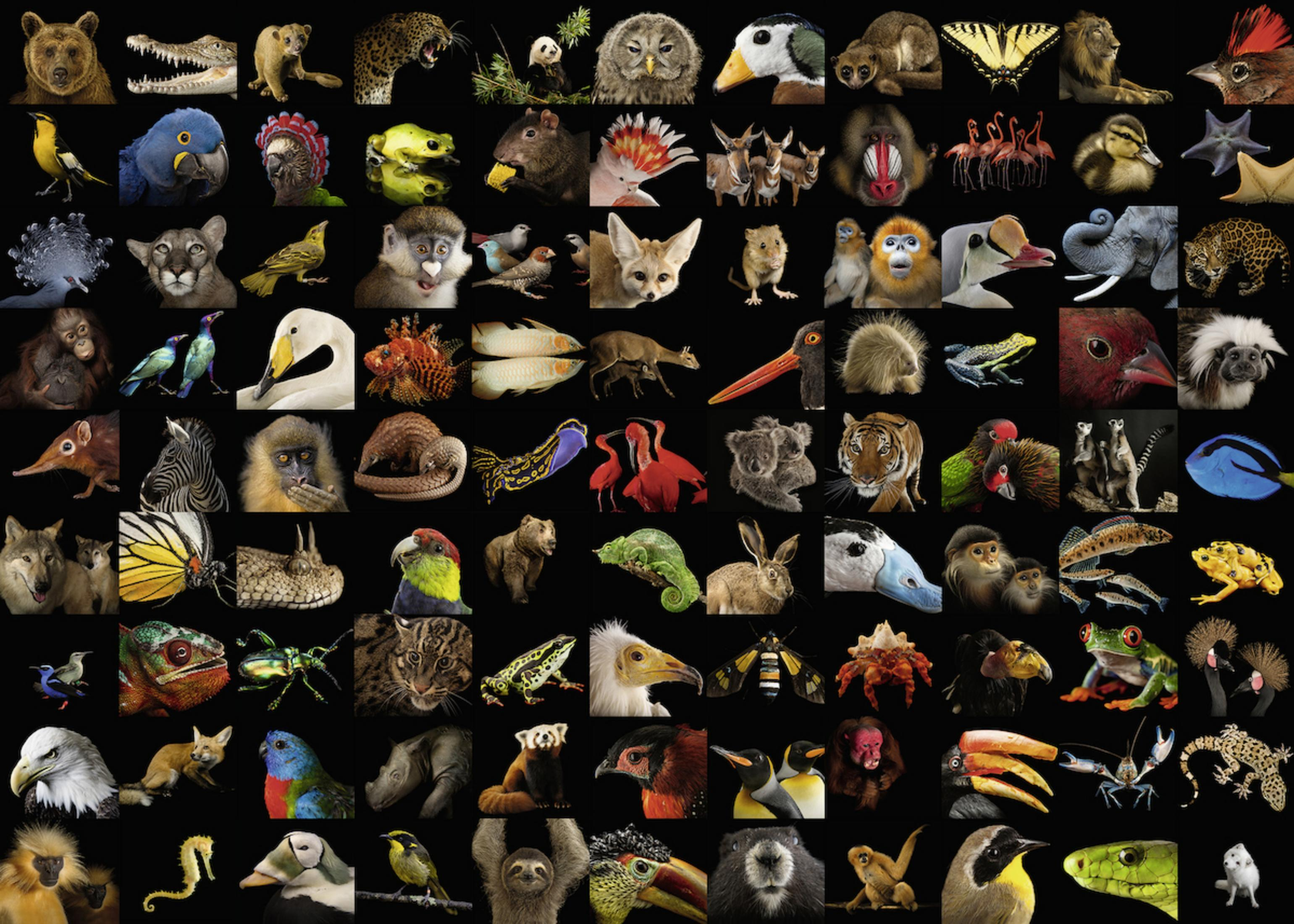 Eine Collage verschiedener Tiere auf schwarzem Hintergrund. Tiere verschiedener Arten und Farben.