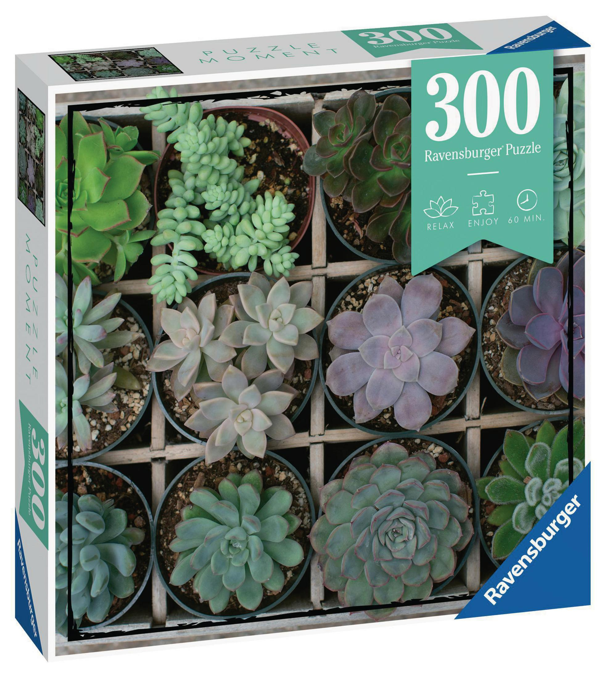 Eine Puzzledose mit Sukkulenten in kleinen Töpfen, in einem Raster angeordnet.