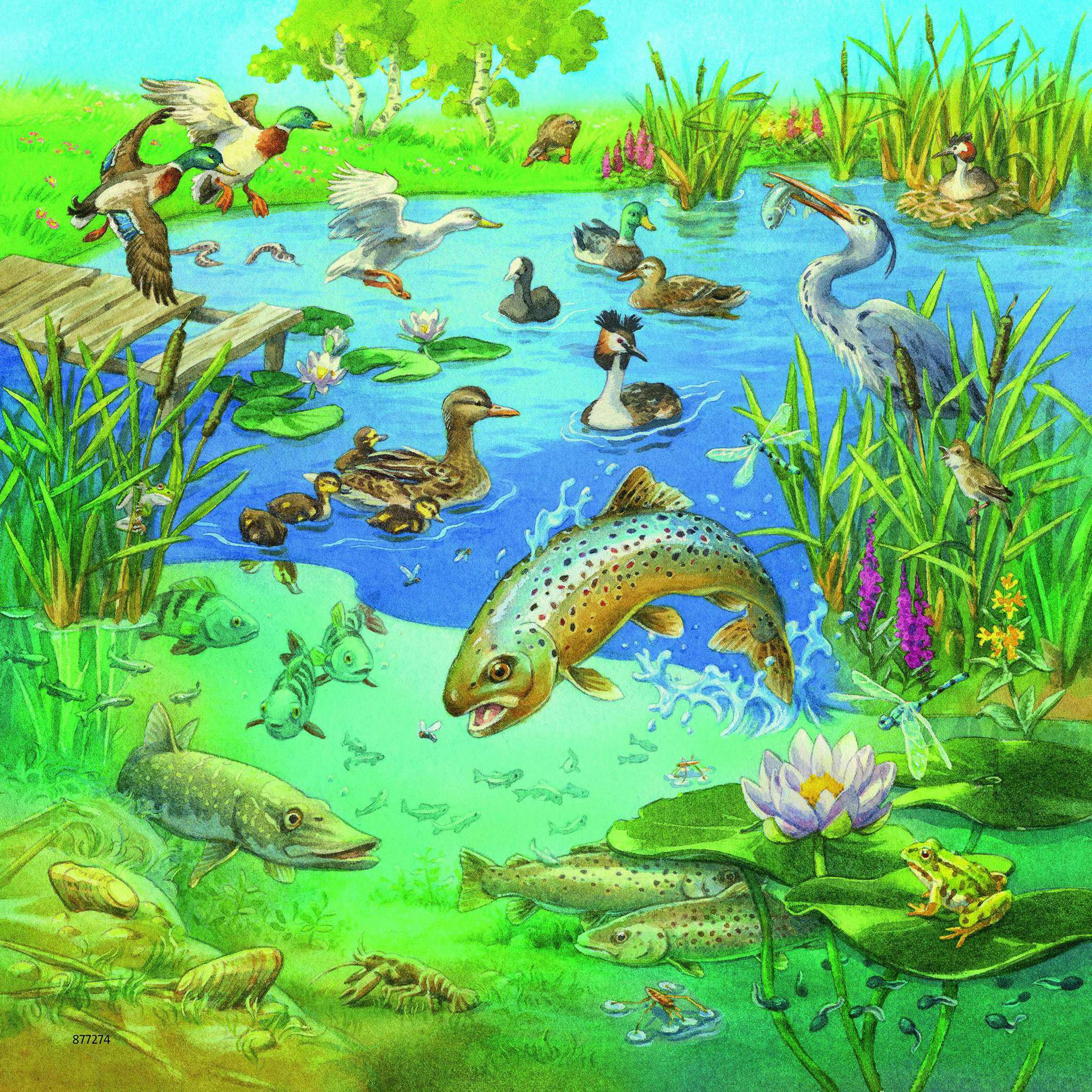 Dipinto ad acquerello di uno stagno con anatre, pesci e varie creature acquatiche.