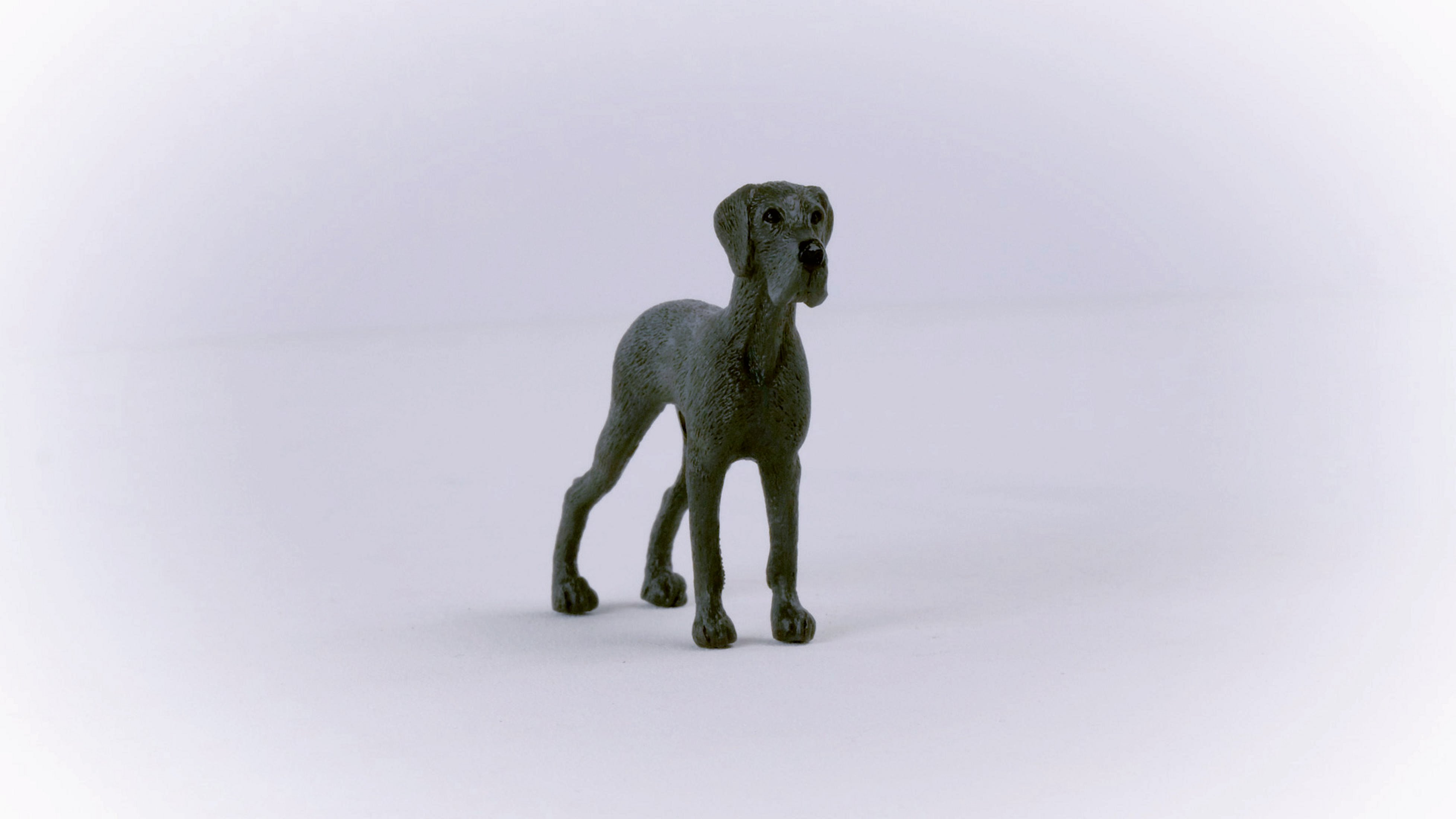 Szary zabawkowy pies Dog niemiecki. Stoi na białej powierzchni. Realistyczna miniatura.