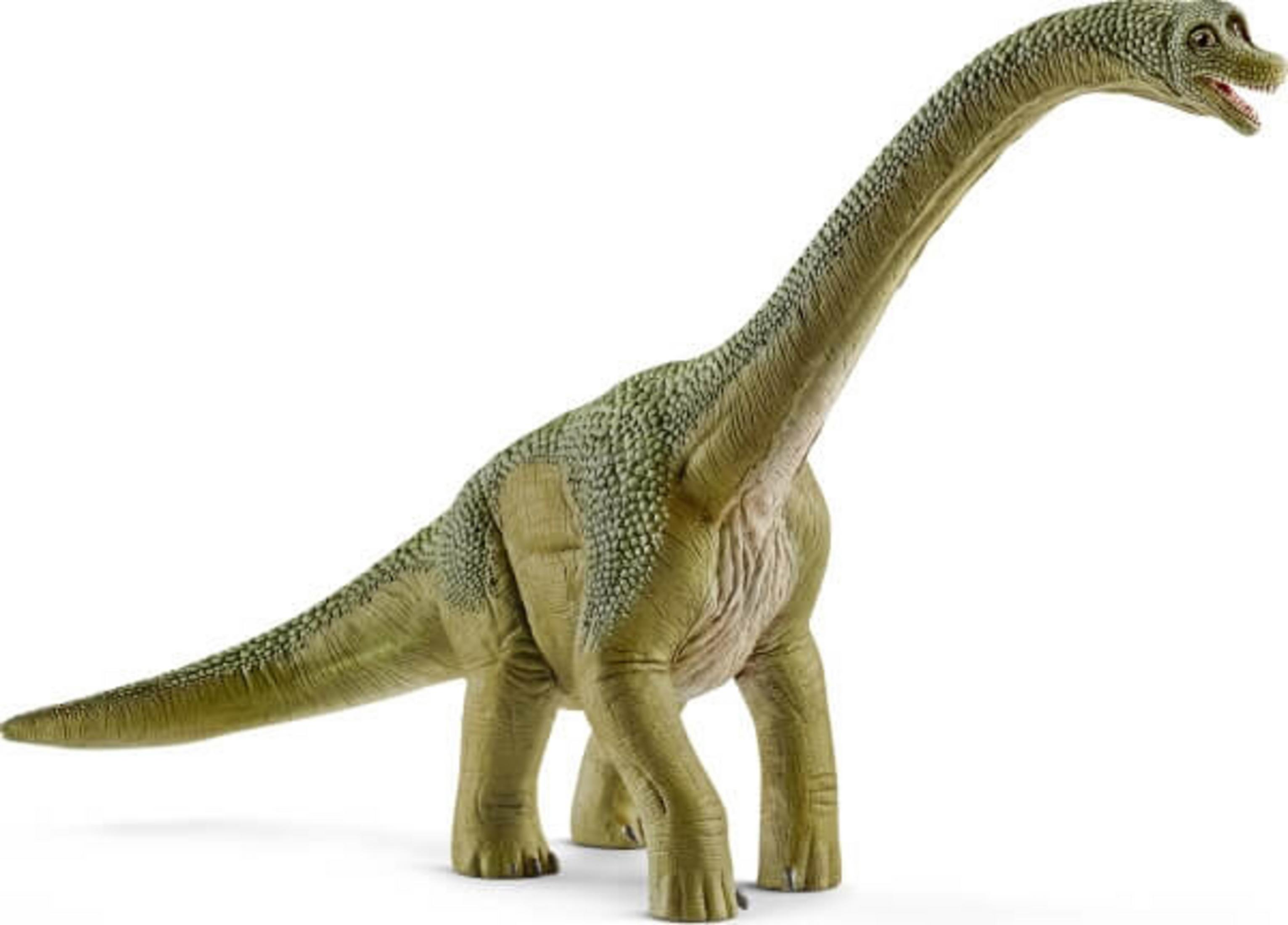 Ein grünes Brachiosaurus-Spielzeug. Es hat einen langen Hals und einen kleinen Kopf. Der Hintergrund ist weiß.