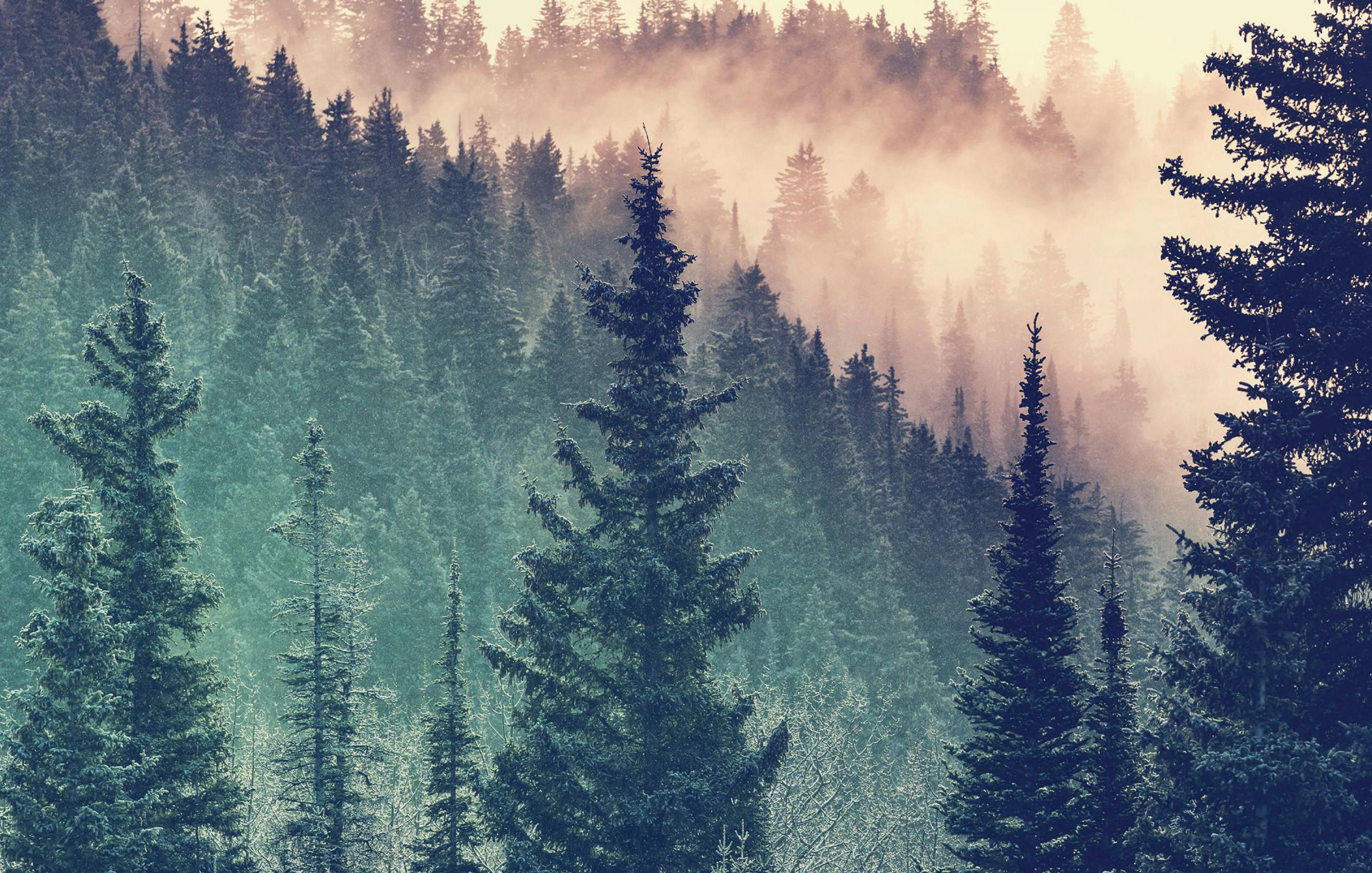 Una scena di foresta fitta con alberi alti e verdi e uno sfondo nebbioso.