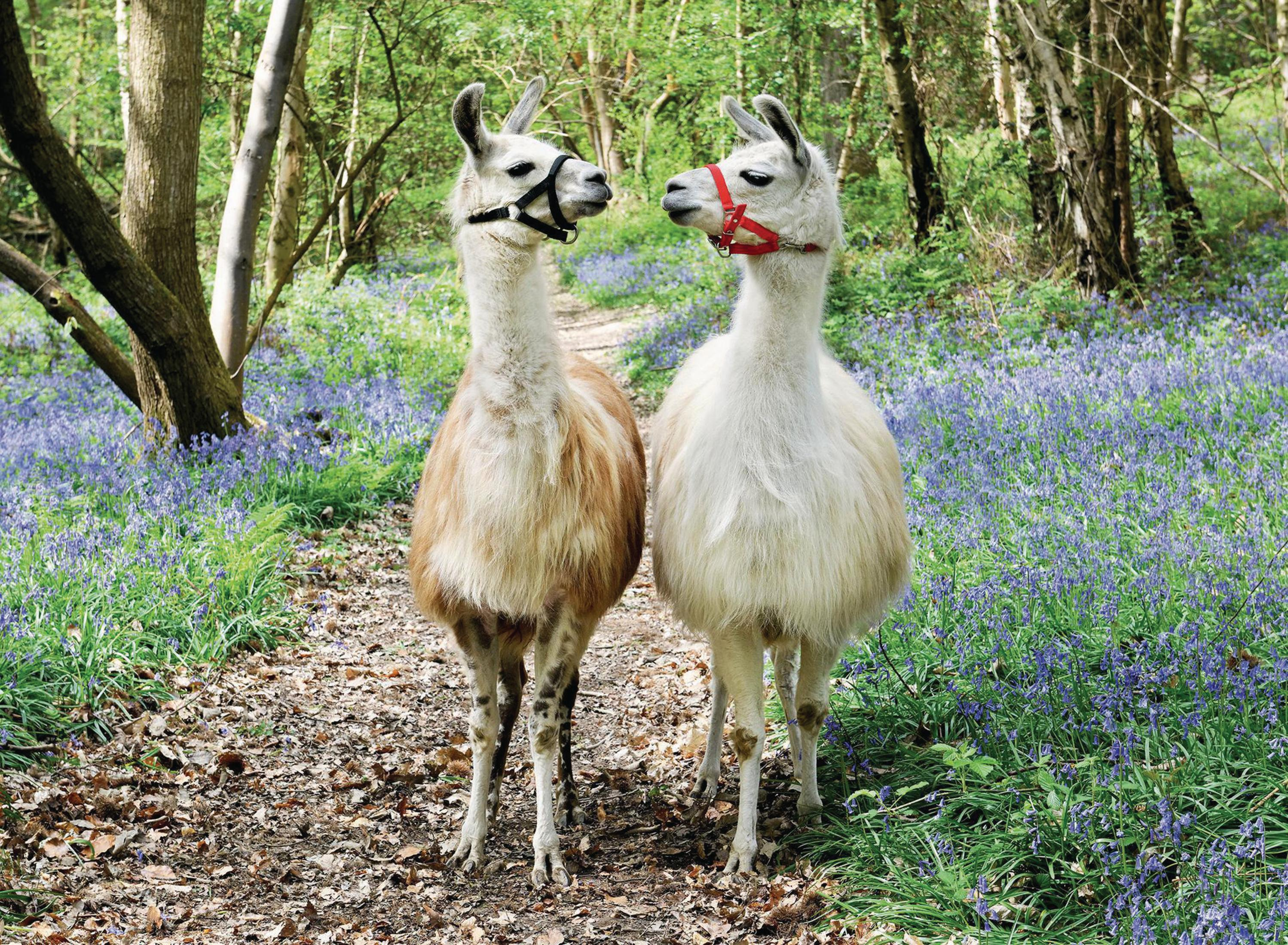 Dwie lamy w lesie z dzwonkami, w kagańcach.