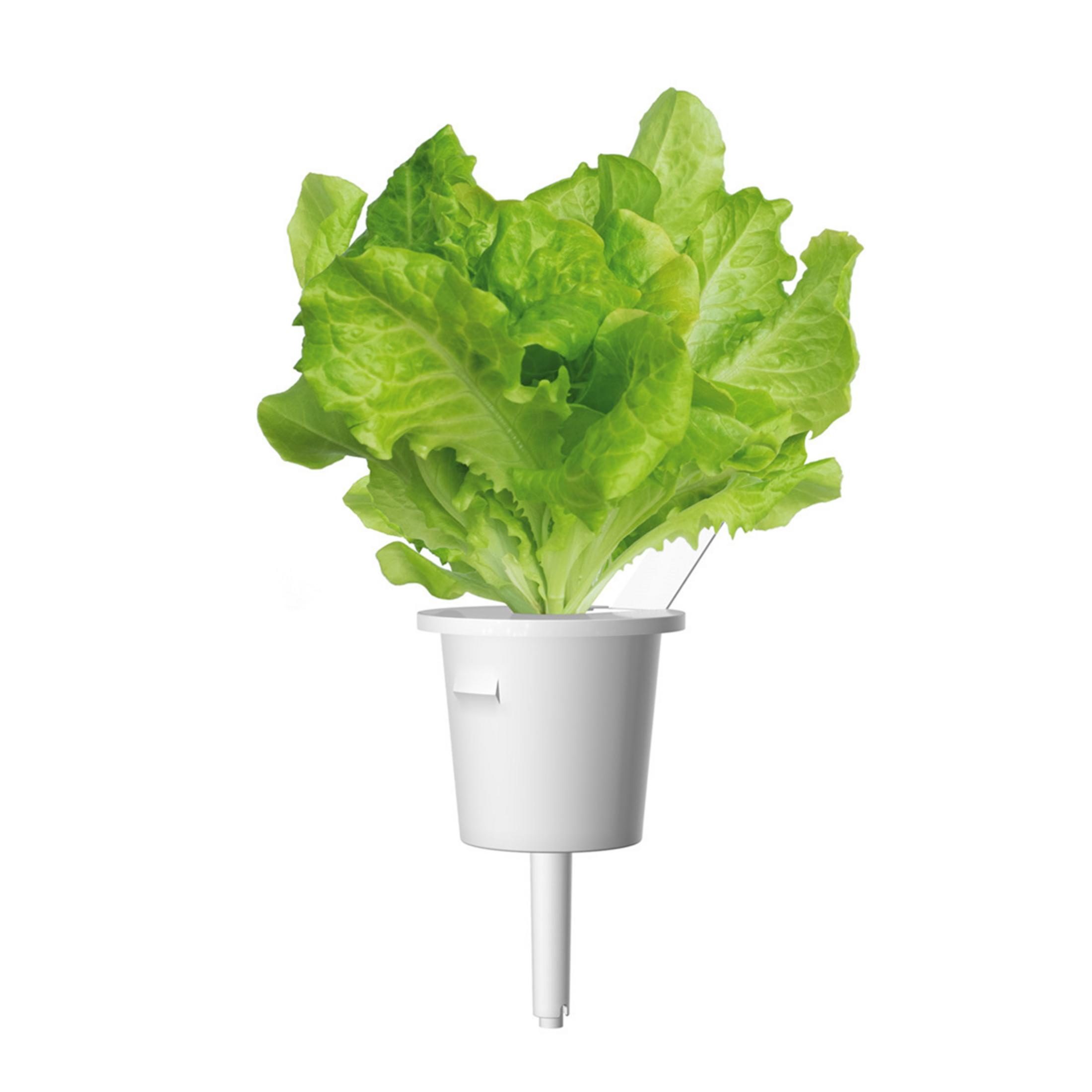 A bunch of green lettuce growing in a white hydroponic pot.
