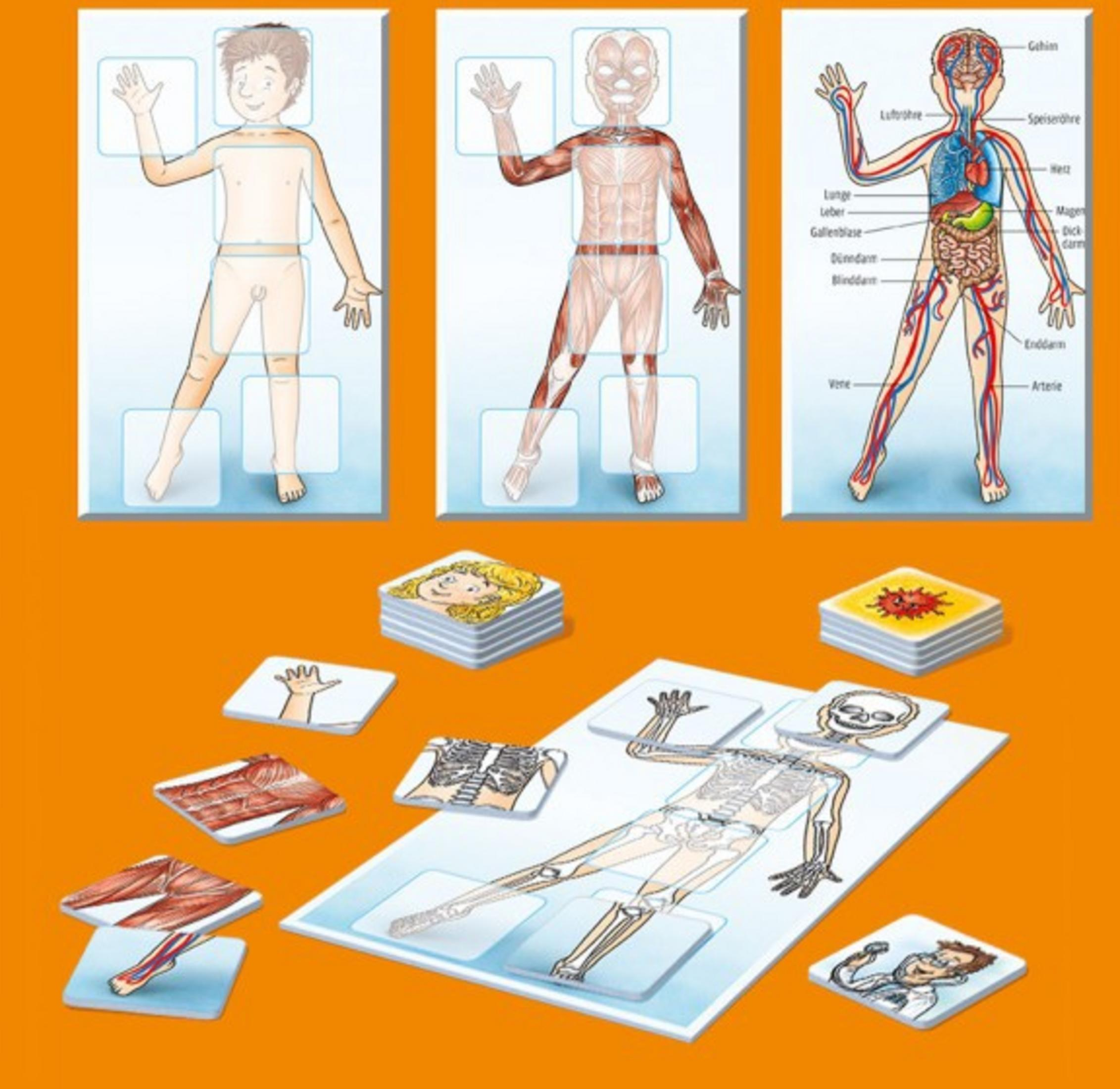 Anatomie-Lernset: Diagramme von Körper, Organen und Knochen mit passenden Puzzleteilen.