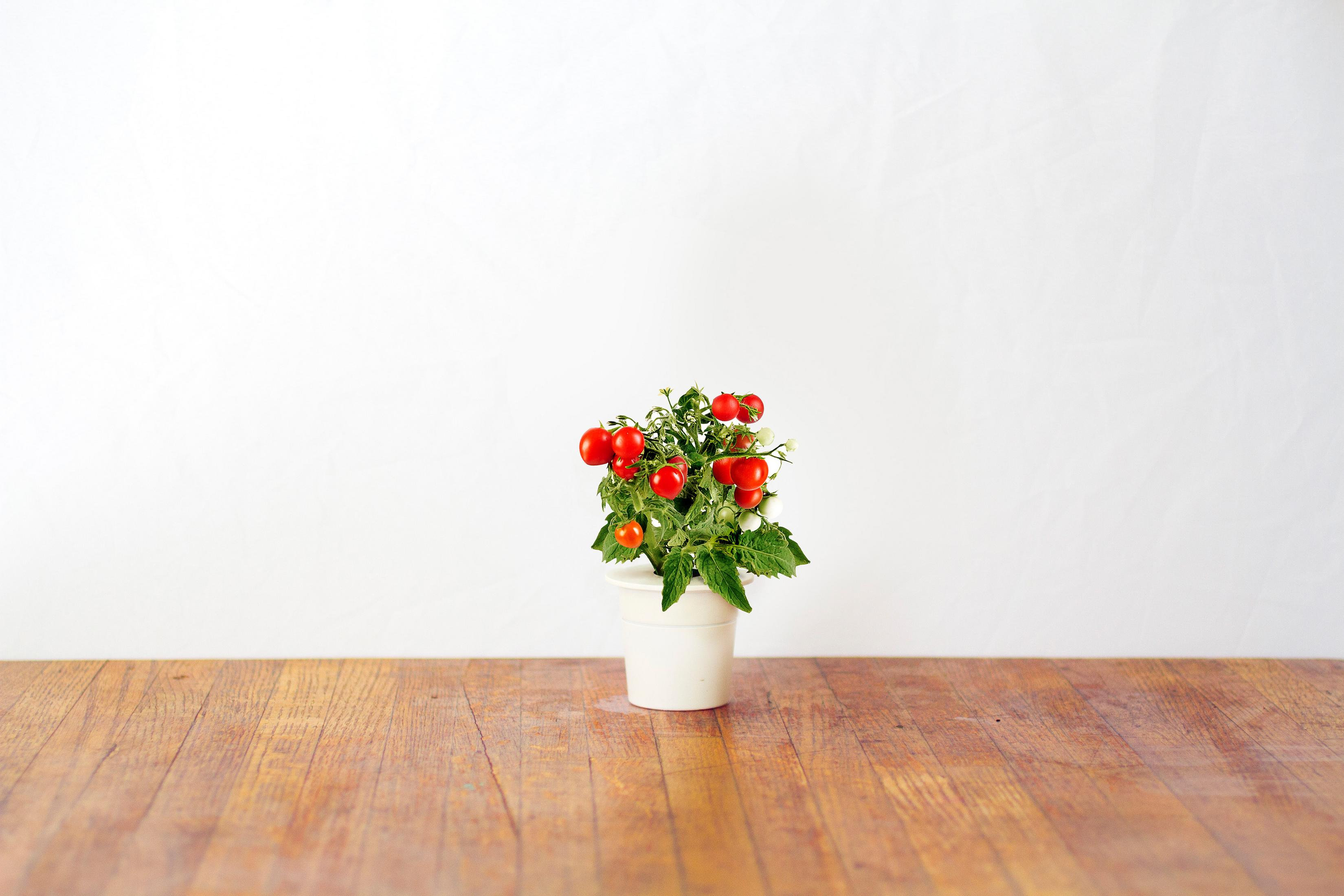 Piccola pianta di pomodori in un vaso bianco su una superficie di legno. Sfondo bianco.