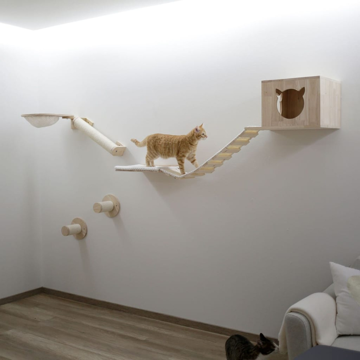 Orange Katze auf einer Katzenkletterstruktur. Es hat eine Brücke, Stufen und ein Katzenhaus. Die Struktur befindet sich an einer weißen Wand.