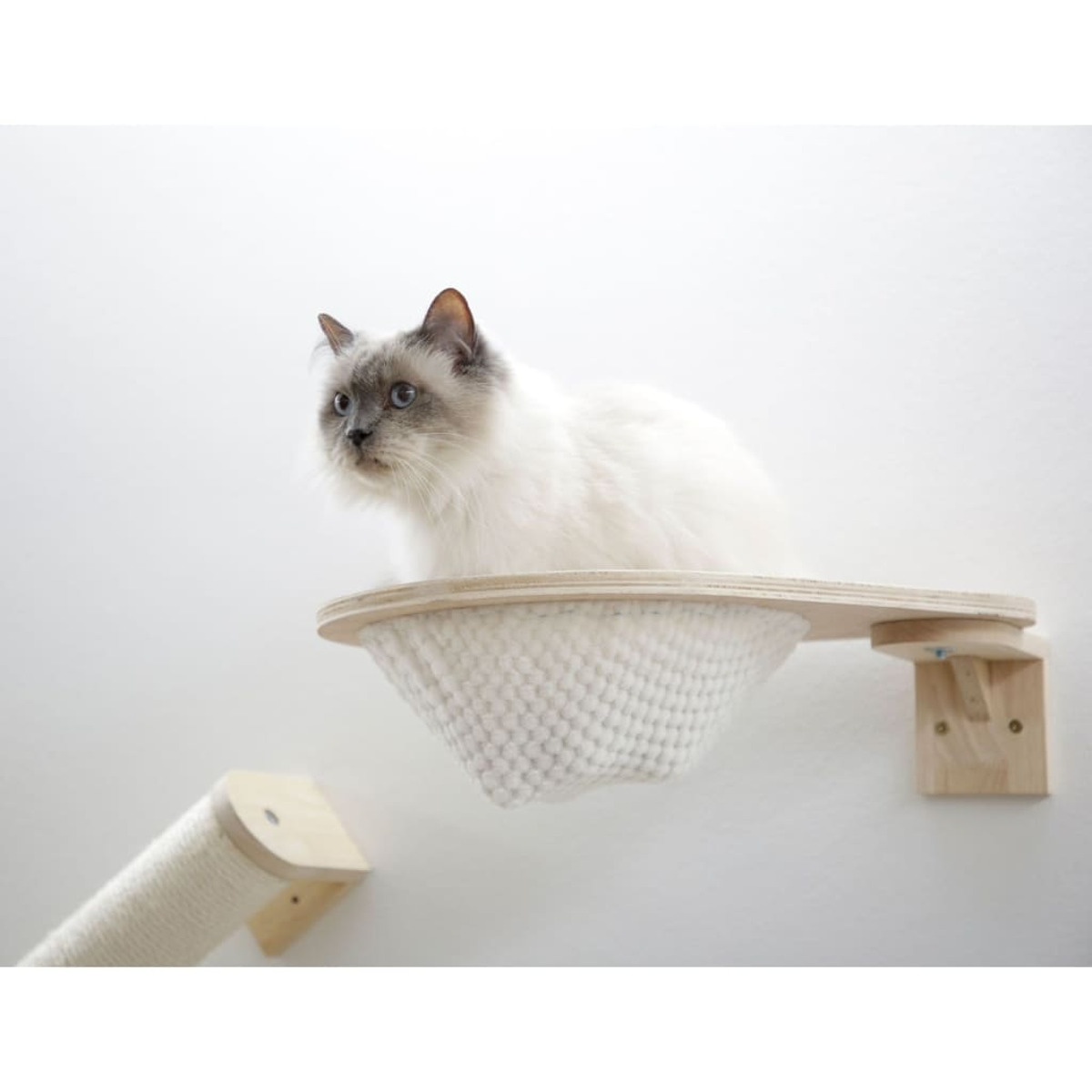 Eine weiße Katze sitzt auf einem an der Wand befestigten Katzenregal. In der Nähe befindet sich ein Kratzbaum.