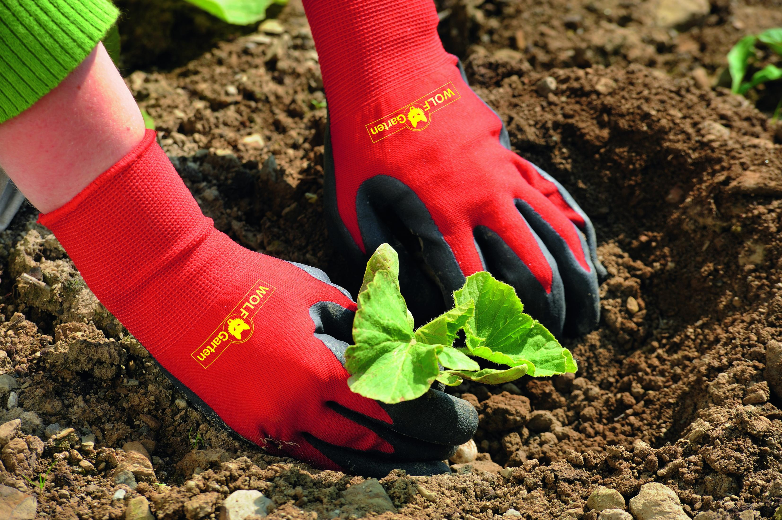 Rote Wolf Garten Gartenhandschuhe, Setzling wird in Erde gepflanzt.