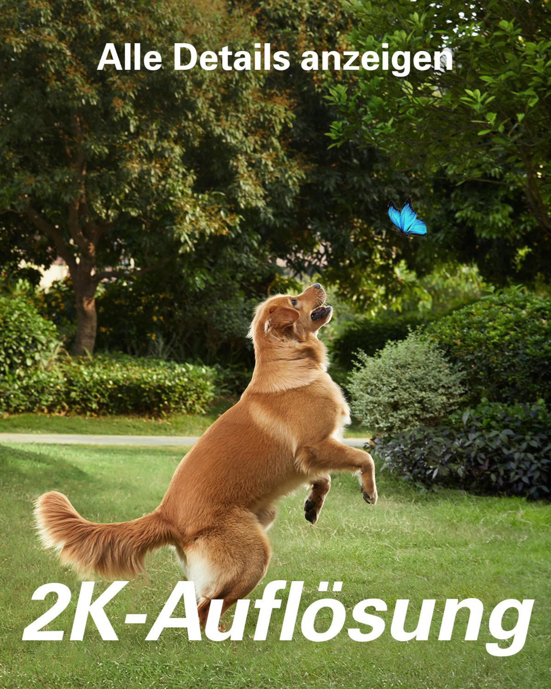 Golden retriever jumping for a blue butterfly in a green field. Trees and a text are in the background.