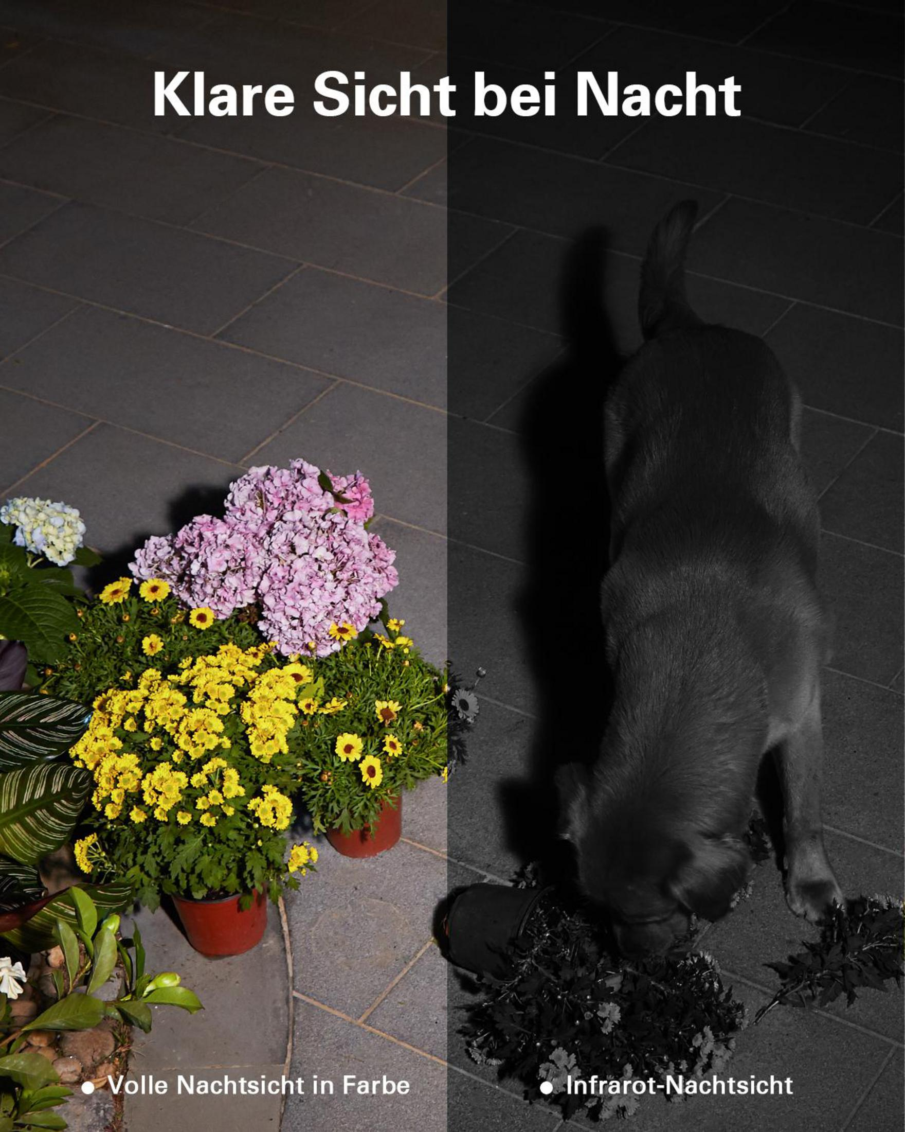 Night vision comparison: color flowers vs. black and white dog.