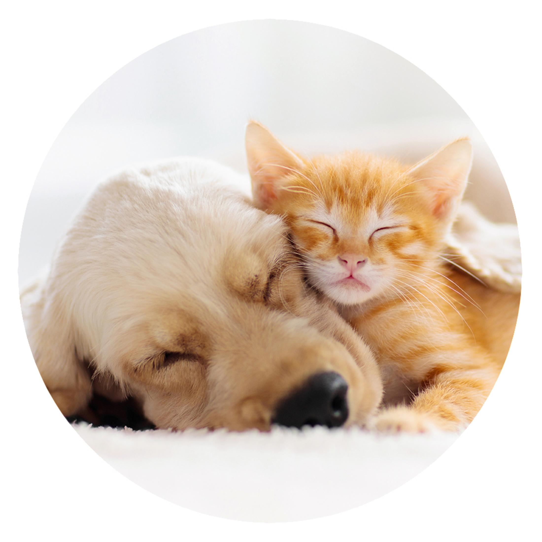 Schlafender Hund und Katze, Golden Retriever mit orangefarbener Katze.