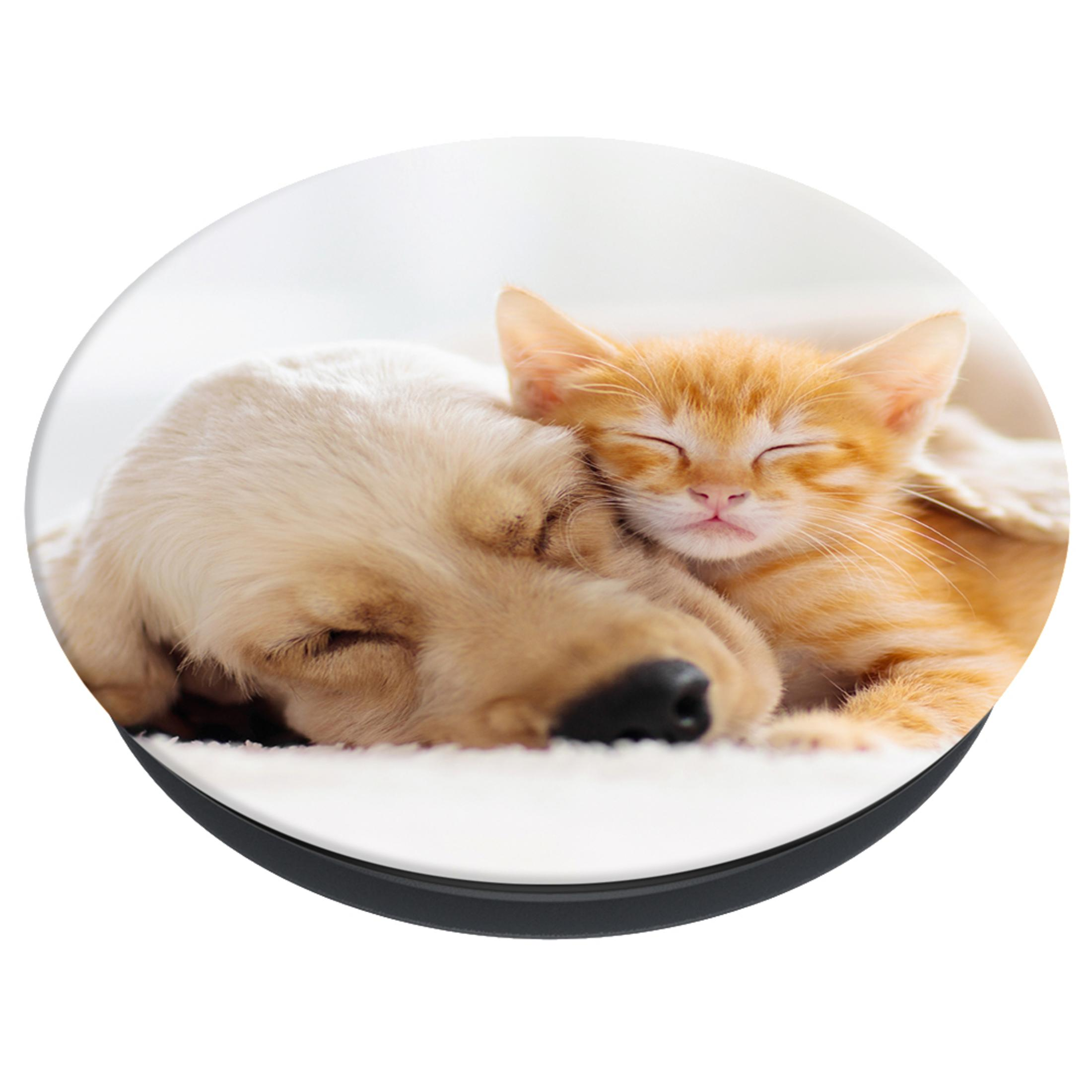 Ein Hund und eine Katze schlafen zusammen, die Katze ist orange und der Hund beige.