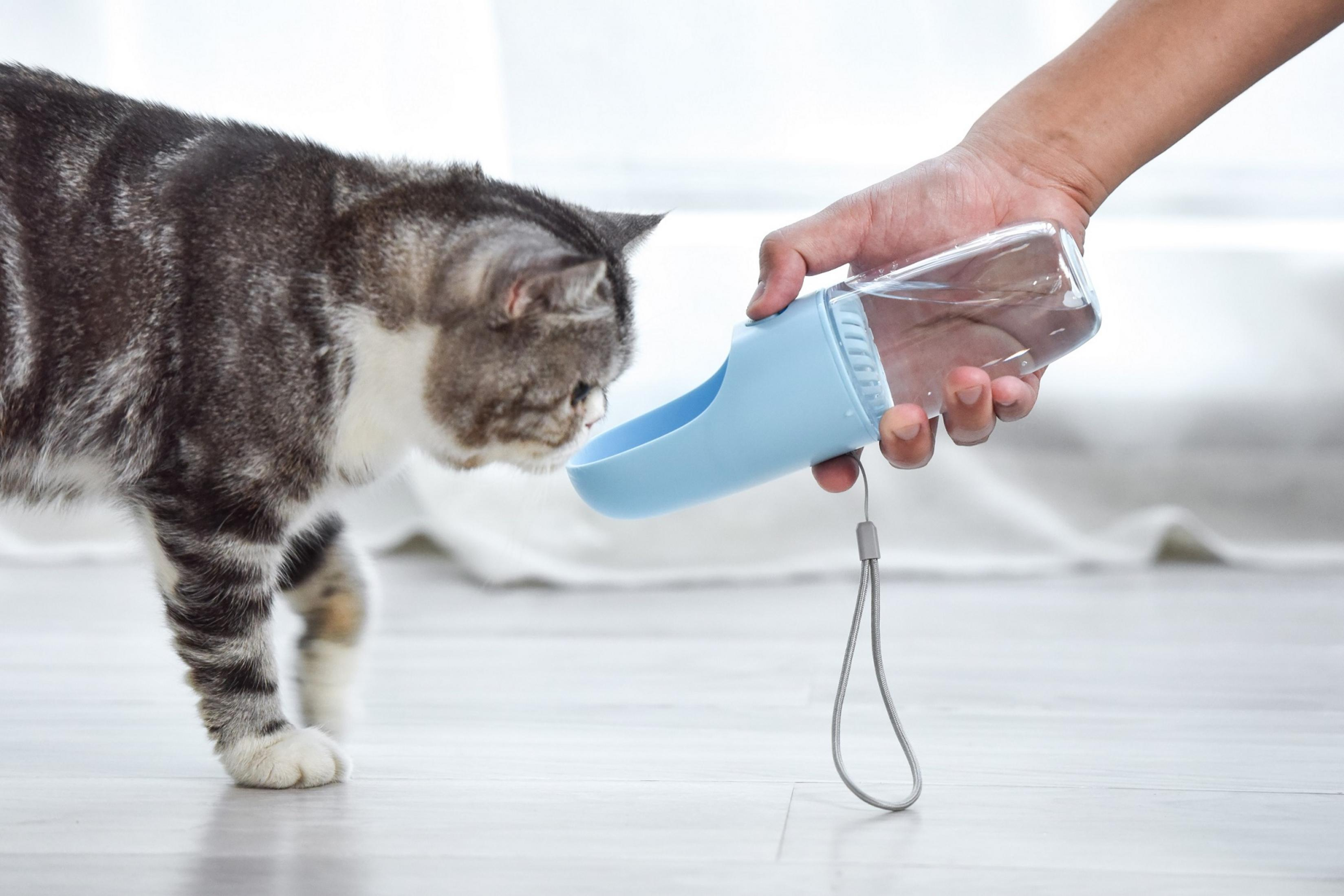 Un gatto beve acqua da una bottiglia blu per animali.