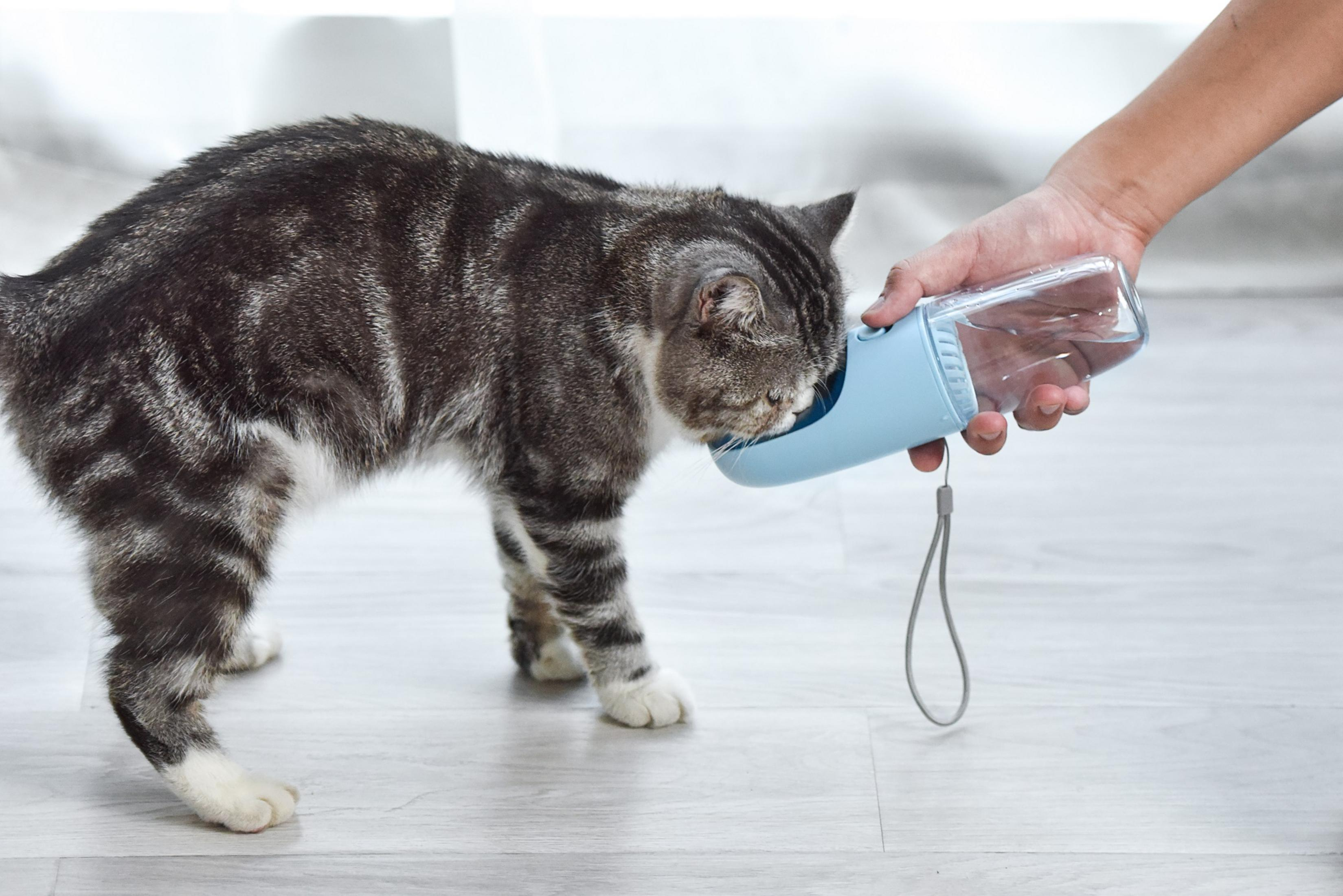 Gatto che beve acqua da una bottiglia d'acqua blu portatile, su pavimento.