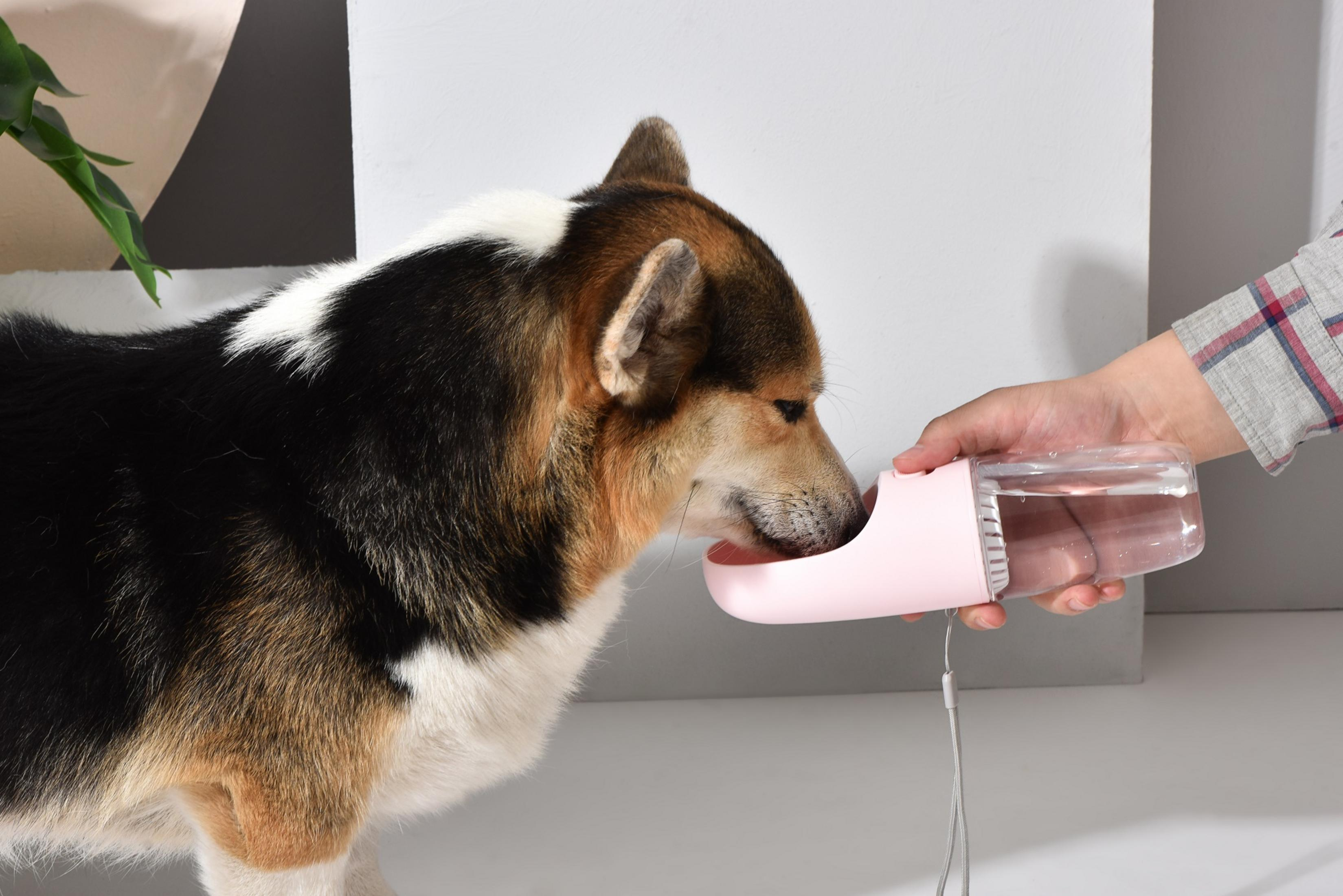 Un cane beve da una bottiglia d'acqua rosa tenuta da una persona. Il cane è un incrocio tra un corgi.