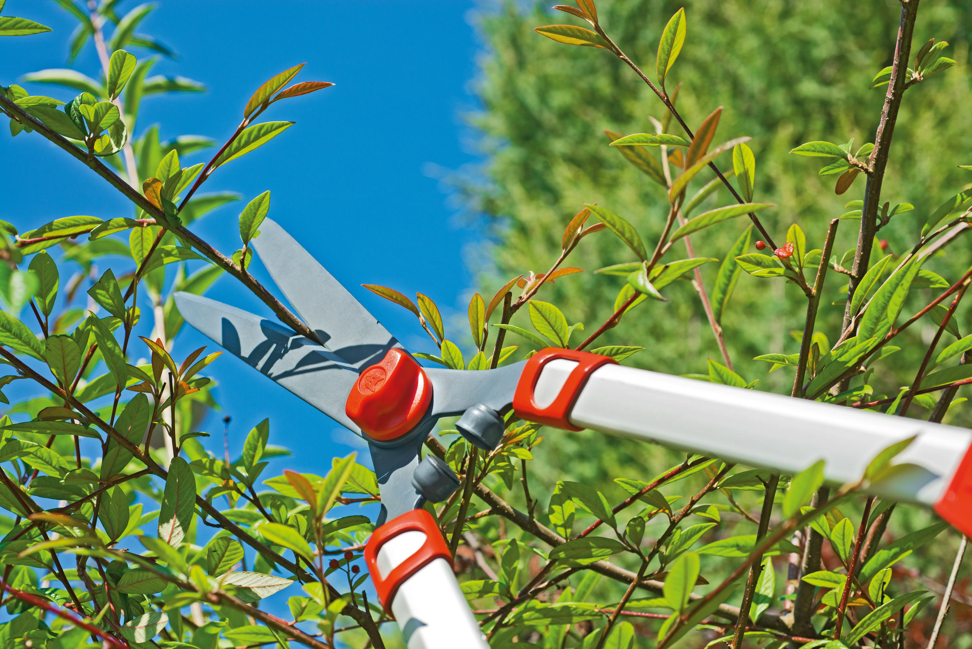 Nożyce ogrodnicze tną zielone gałęzie na tle błękitnego nieba. Ostrza srebrne, uchwyty czerwone.