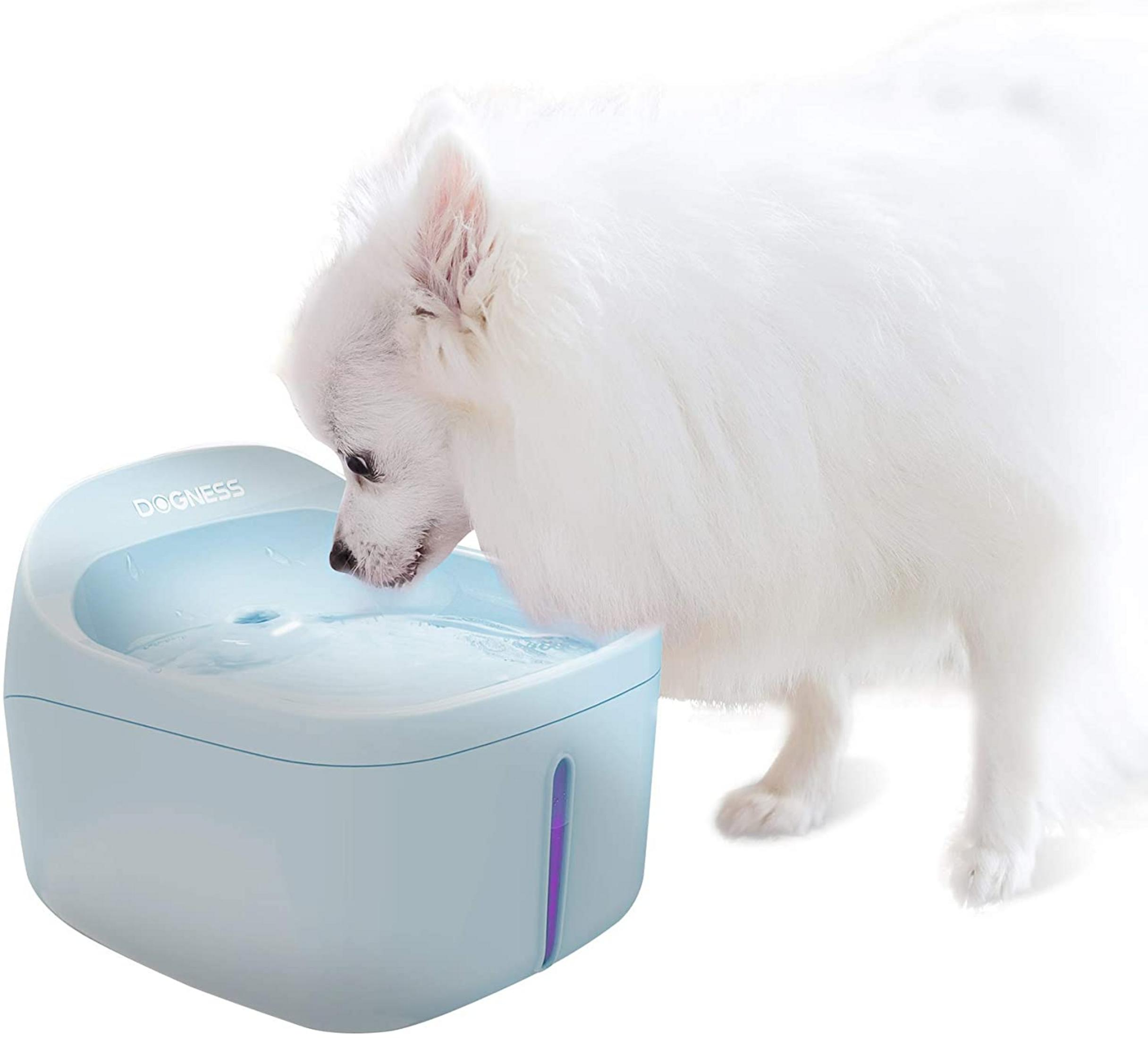 Weißer Hund trinkt Wasser aus einem blauen Wasserbrunnen. Das Wort 'DOGNESS' ist sichtbar.