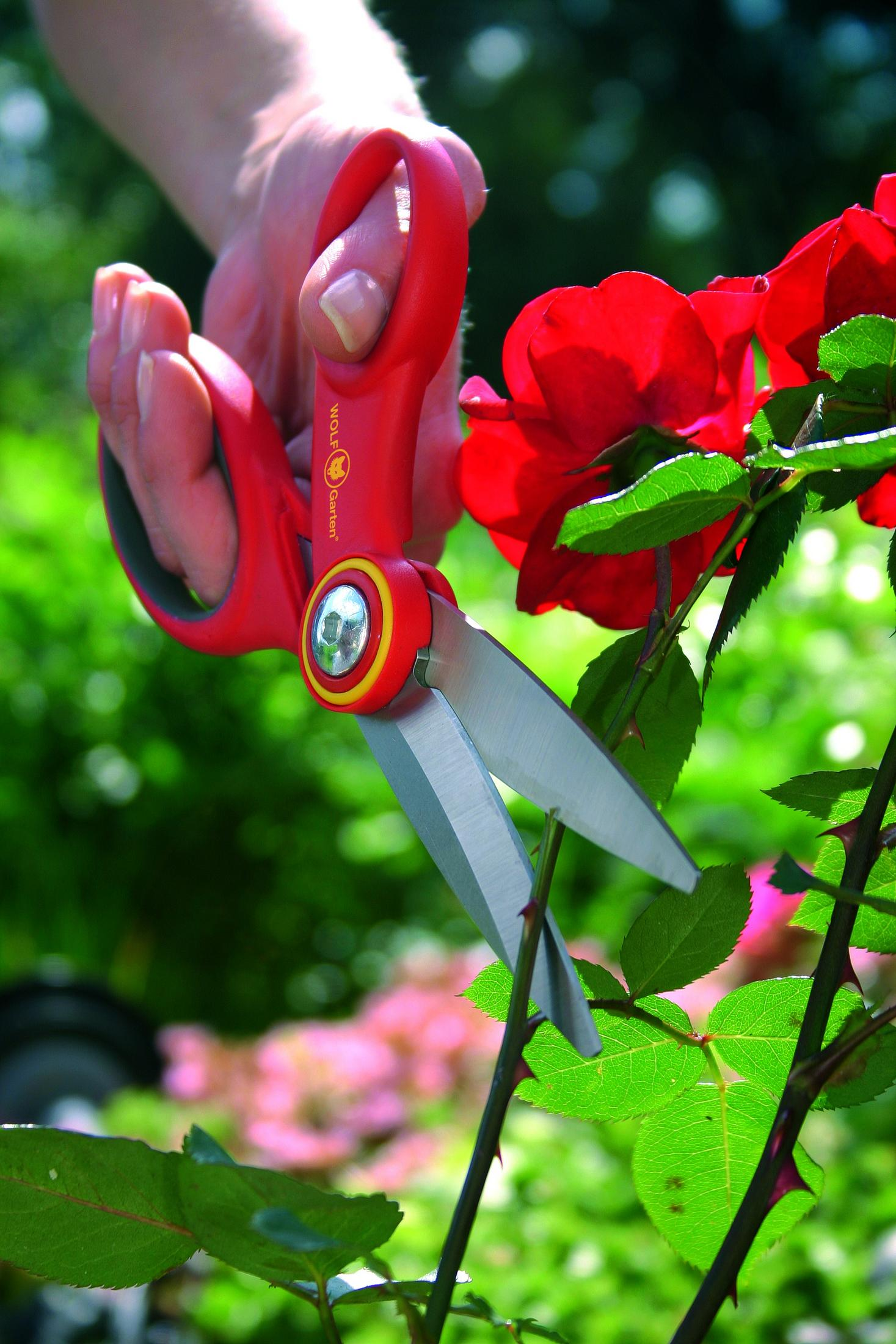 Hand hält rote Schere, die rote Rosen schneidet, mit grünen Blättern.