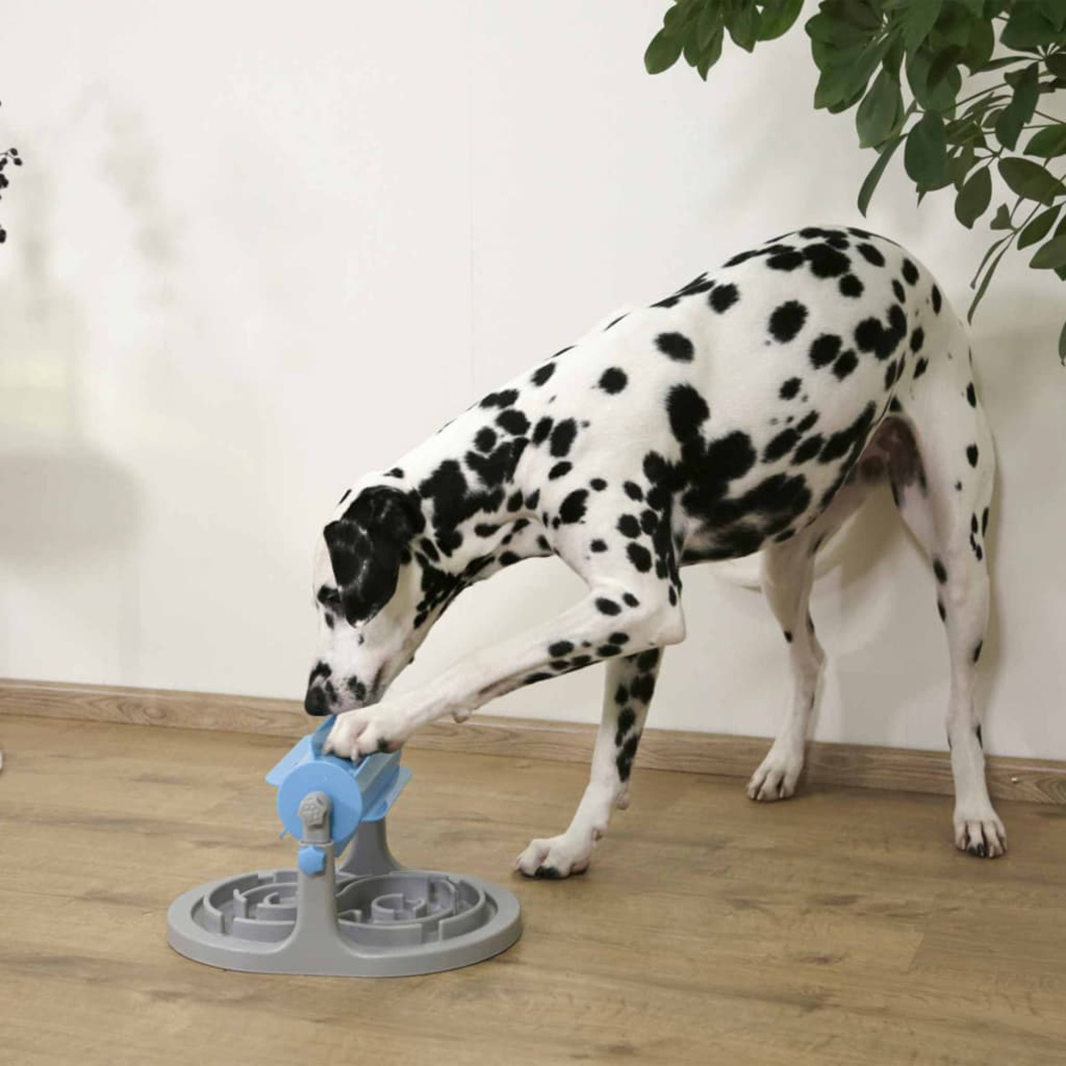 Dalmatiner-Hund spielt mit einem Puzzlespielzeug auf einem Holzboden. Weißer Wandhintergrund.