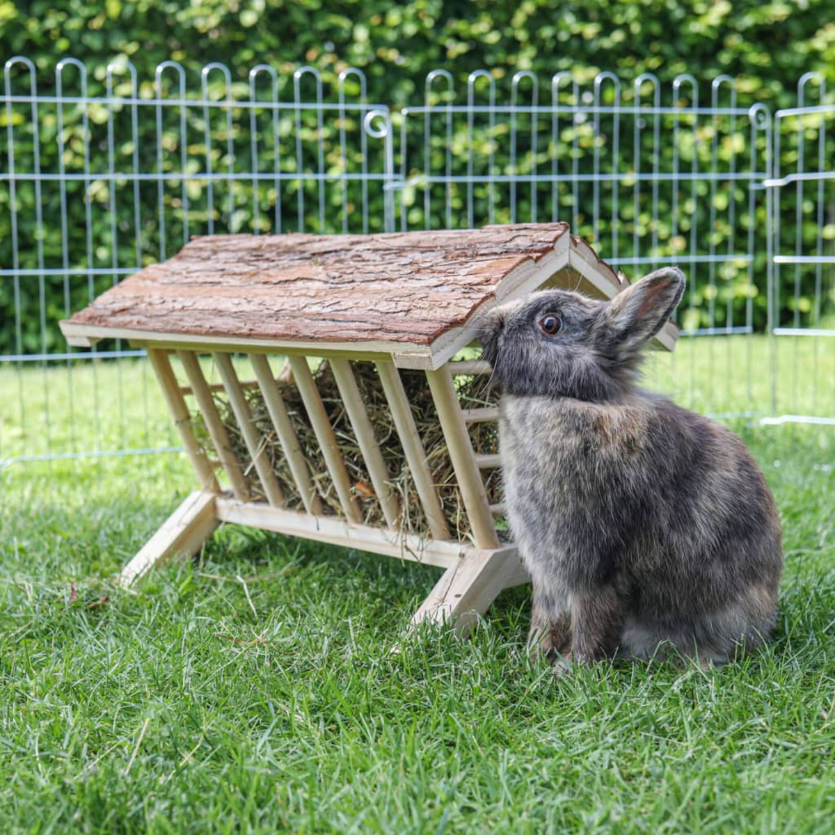 Un coniglio grigio che mangia fieno da un alimentatore di legno in un giardino erboso.