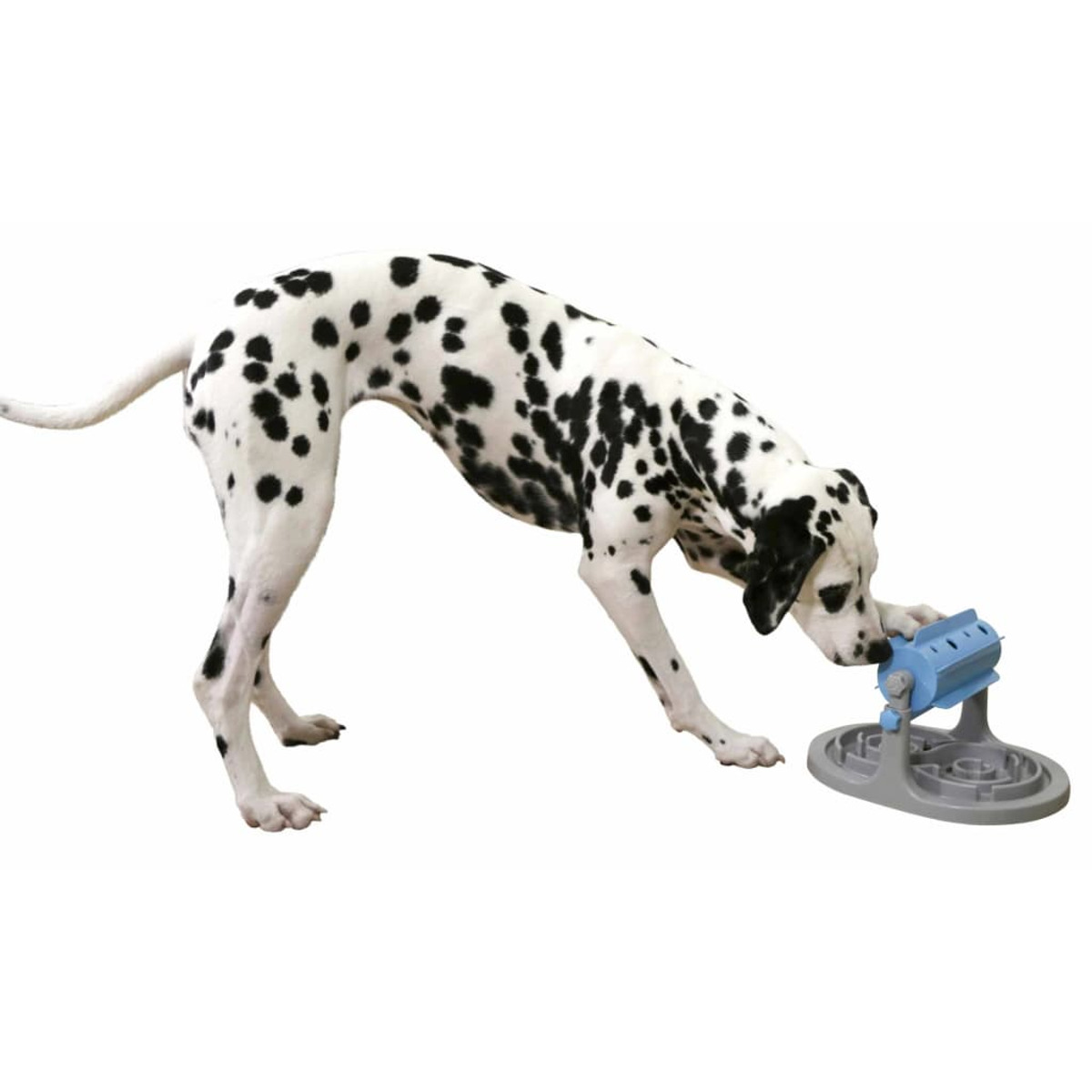 Dalmatinerhund mit schwarzen Flecken, der sich beugt, um ein blaues und graues Hundespielzeug zu benutzen.