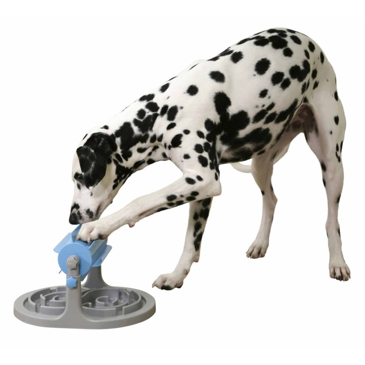 Dalmatiner-Hund, der mit einem Puzzlespielzeug auf weißem Hintergrund spielt.