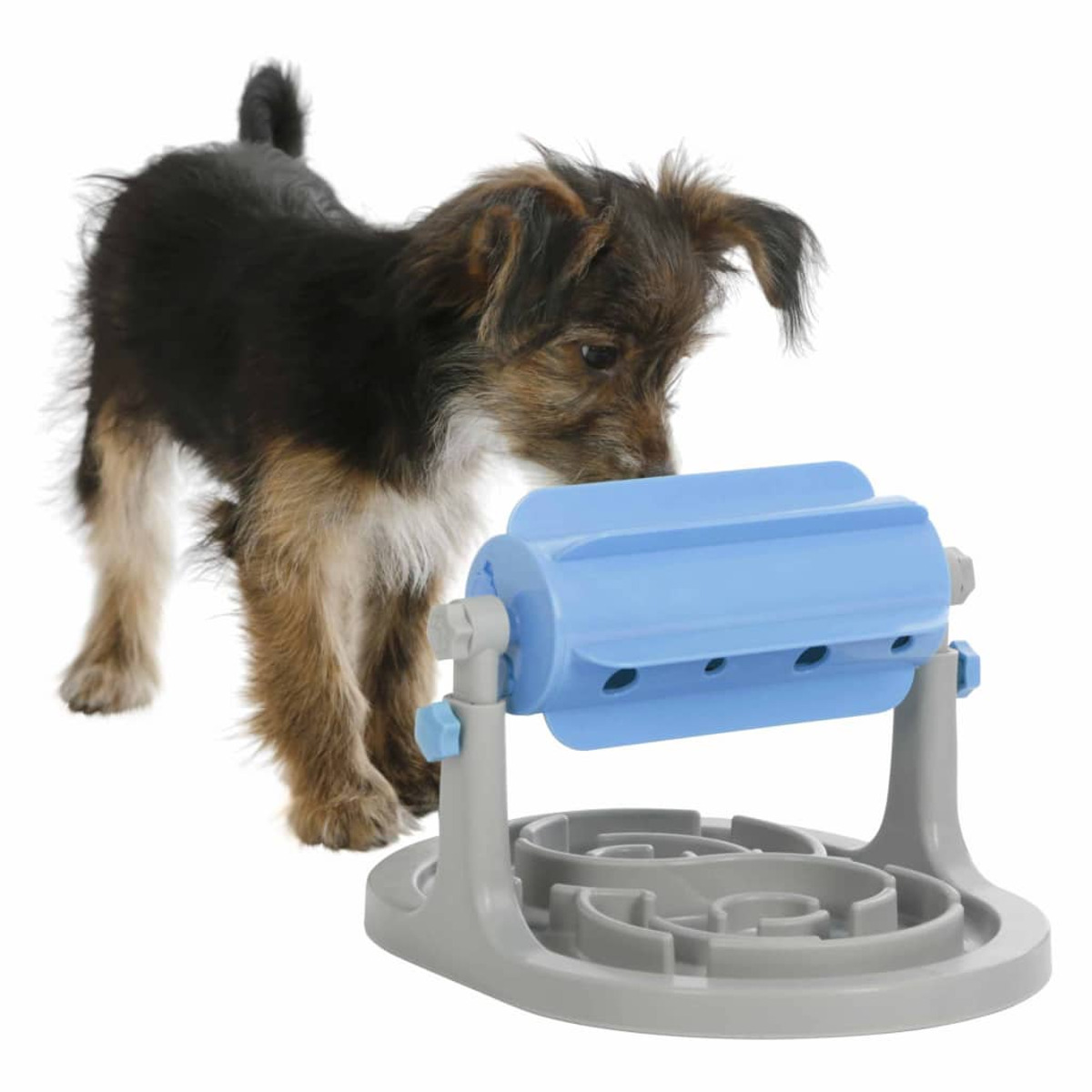 Ein kleiner Hund, der auf ein blaues und graues Hundespielzeug blickt.