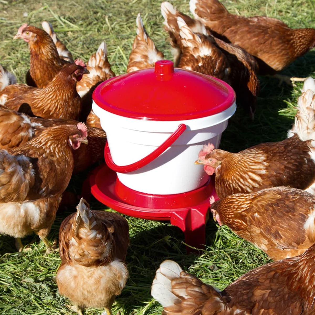 Hühner umgeben einen rot-weißen Futterautomaten auf einer Wiese, picken nach Futter.