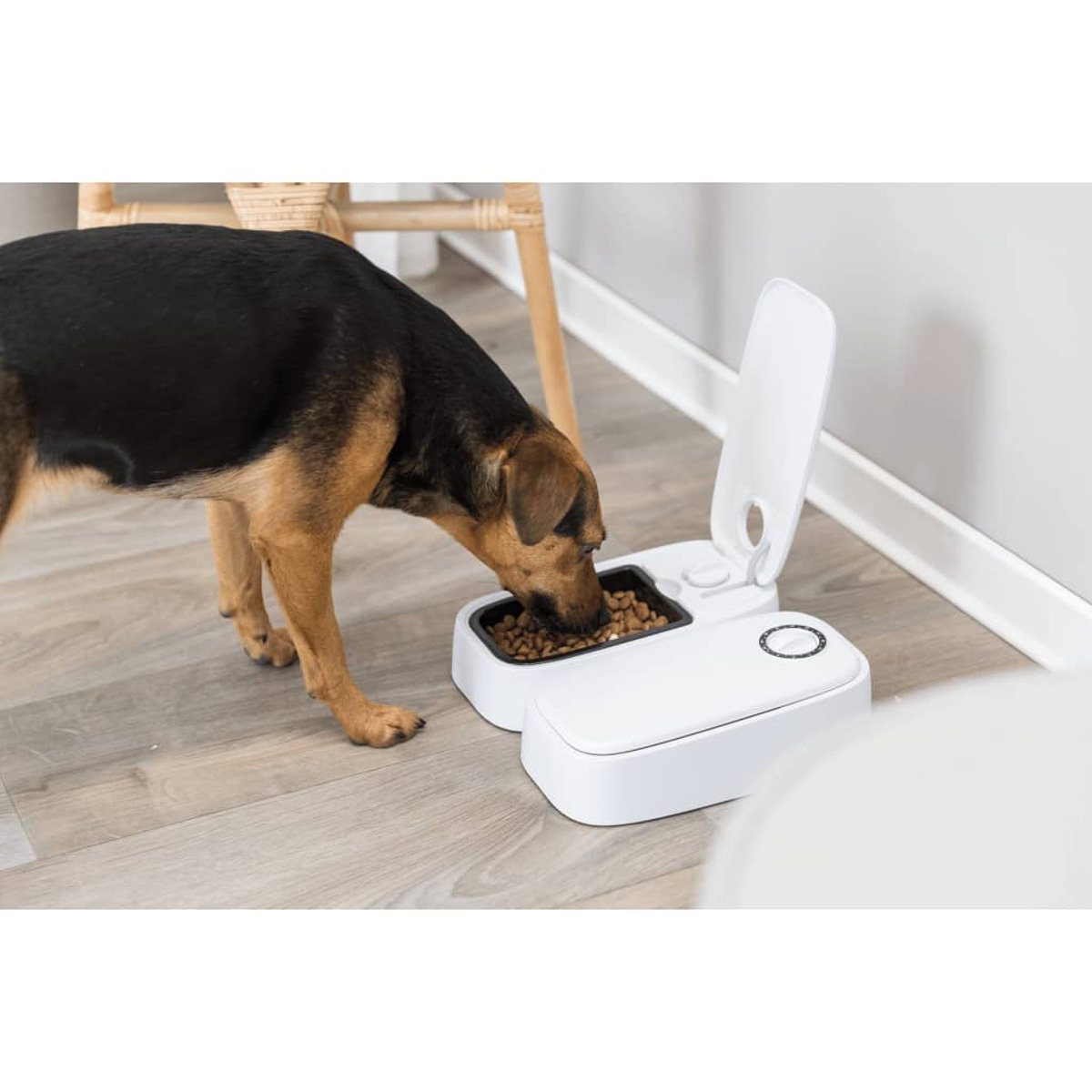 Ein Hund, der aus einem weißen automatischen Futterautomaten frisst. Der Futterautomat hat zwei Fächer.