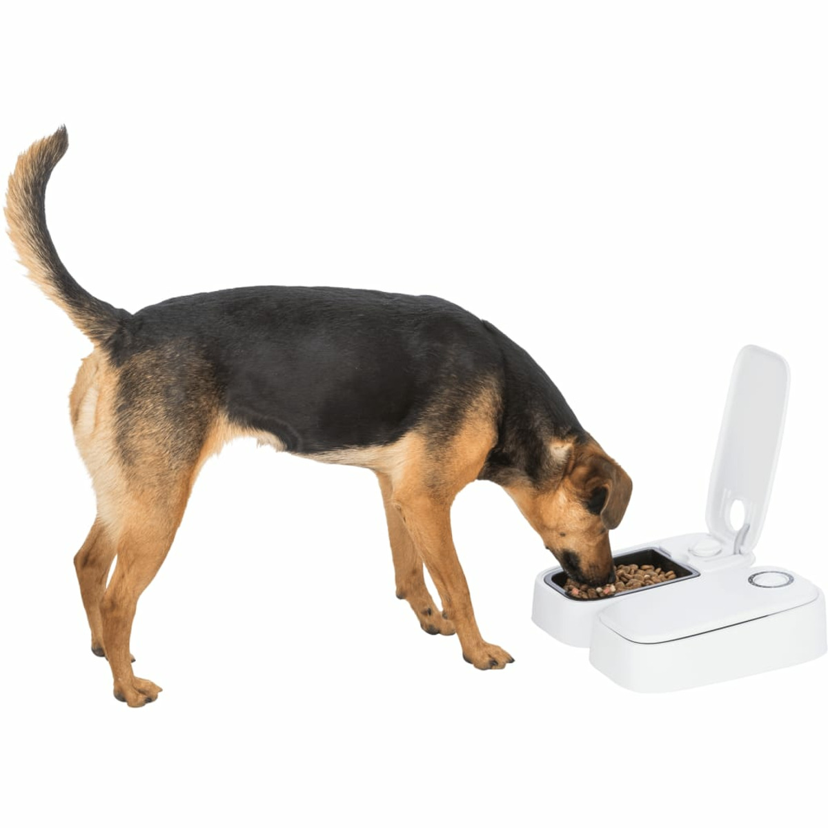 Ein Hund isst aus einem weiß-grauen automatischen Futterautomaten. Der Hund ist braun und schwarz.