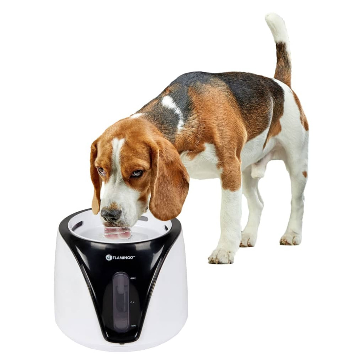 Beagle-Hund trinkt aus einem weiß-schwarzen Haustier-Wasserbrunnen.
