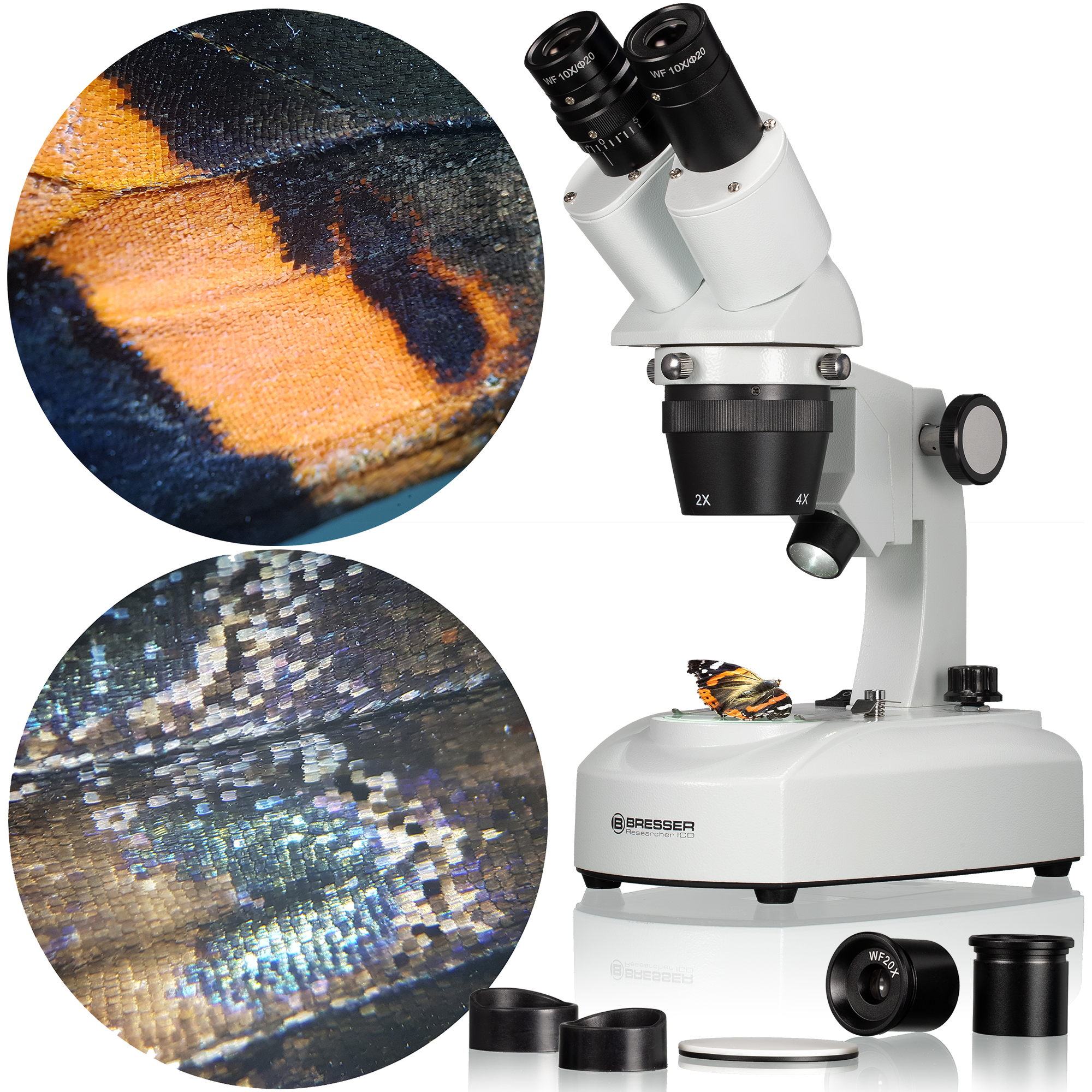 Microscopio con detalles de alas de mariposa. Dos primeros planos circulares muestran texturas de alas.