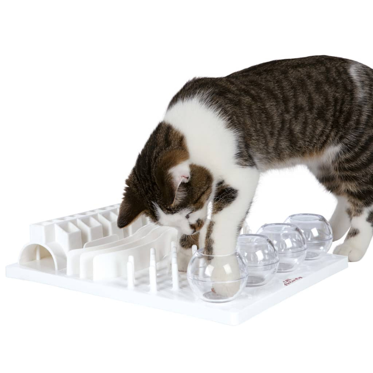 Un gatto che gioca con un giocattolo puzzle. Il giocattolo ha diverse ciotole trasparenti e canali.