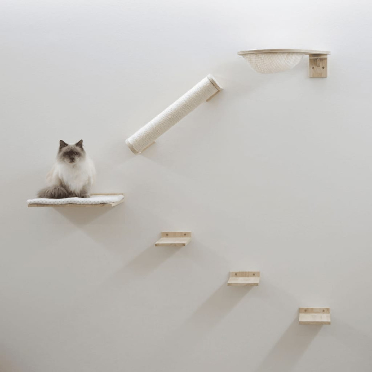 Eine Katze sitzt auf einem an der Wand montierten Regal mit Katzenkletterzubehör und weißem Hintergrund.
