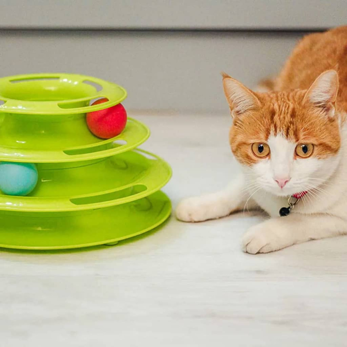 Eine Katze betrachtet ein grünes Spielzeug mit roten und blauen Bällen auf weißem Boden.